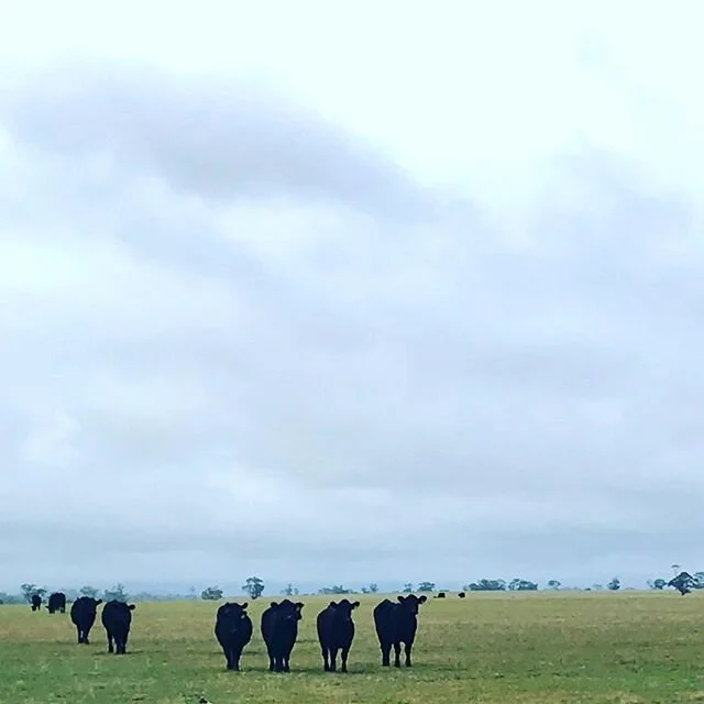 Getting some attention from these cuties #blackpoddycows #wintersday #backtocountry #powerforgood