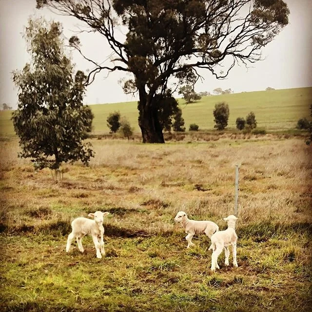 These baby lambs were just born.