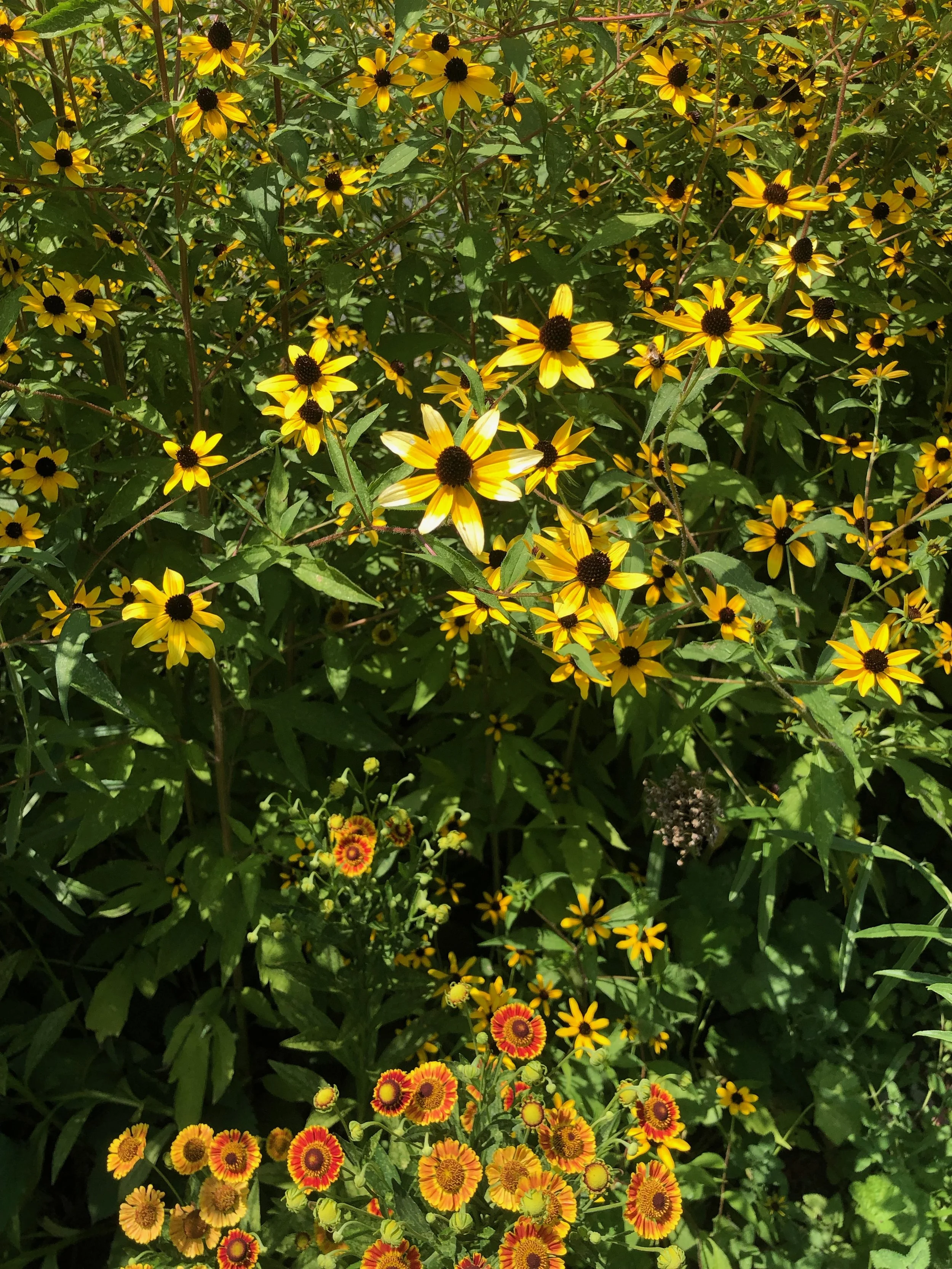 IMG_4742.jpeg