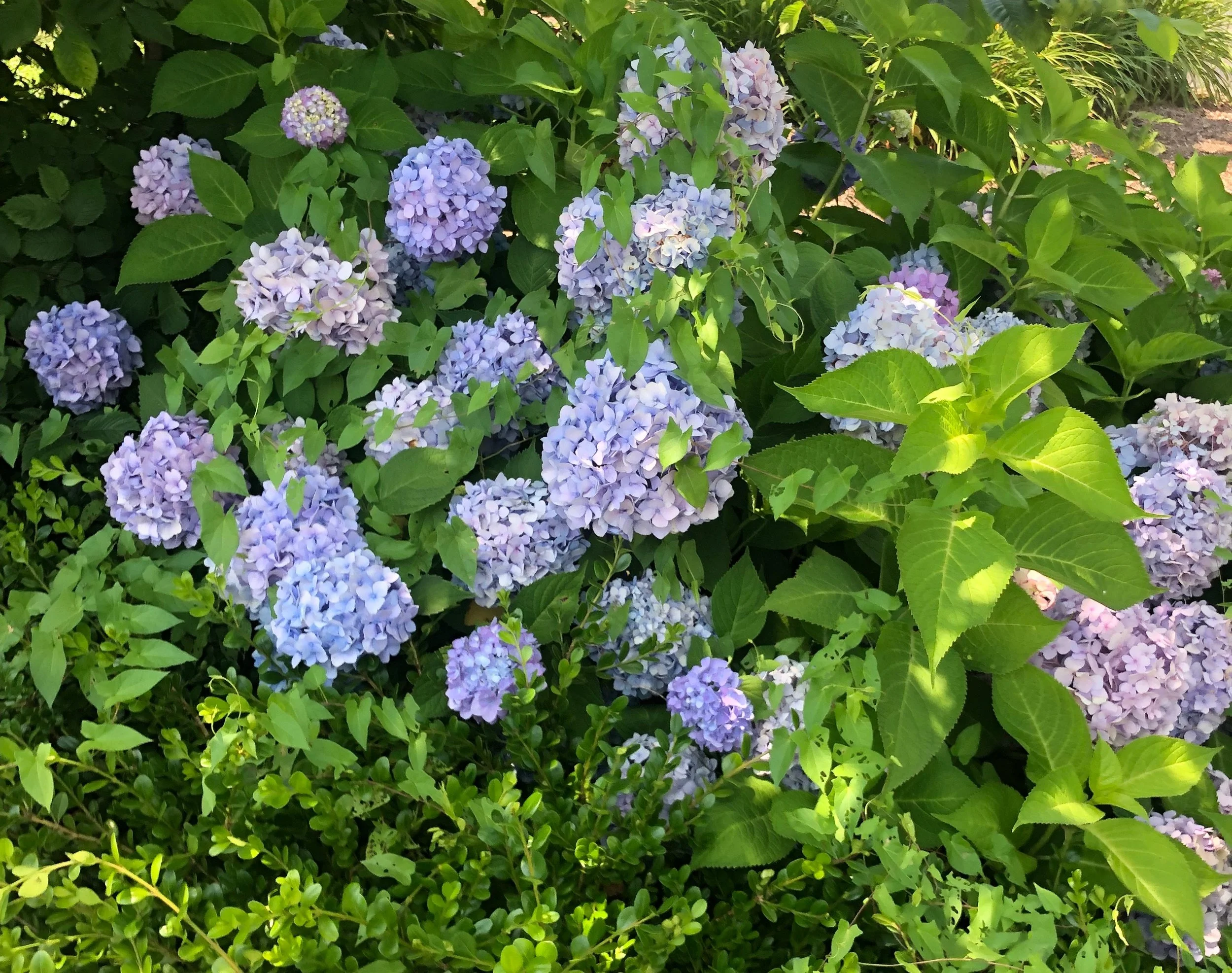 IMG_3941.jpeg