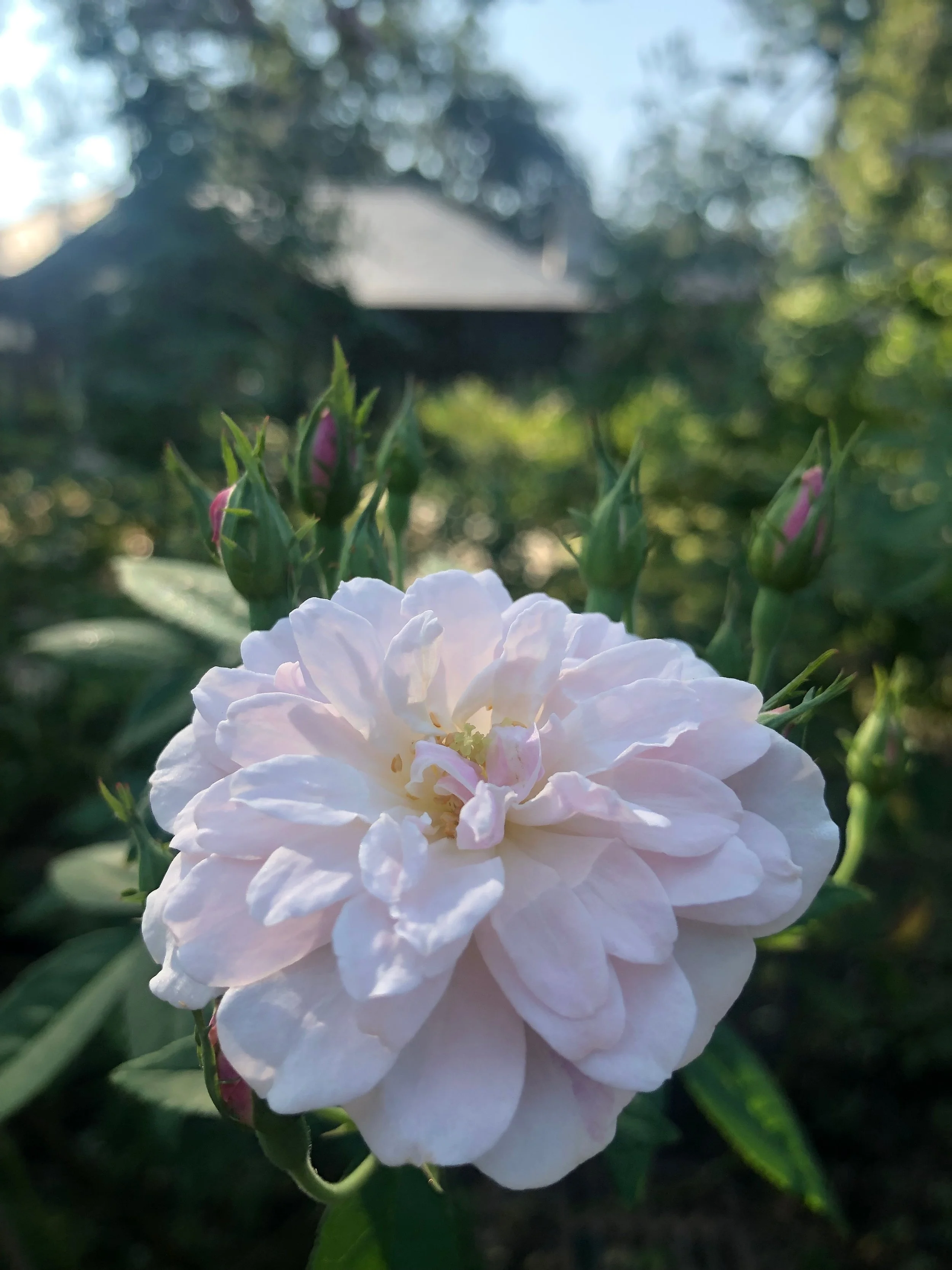 IMG_5305.jpeg