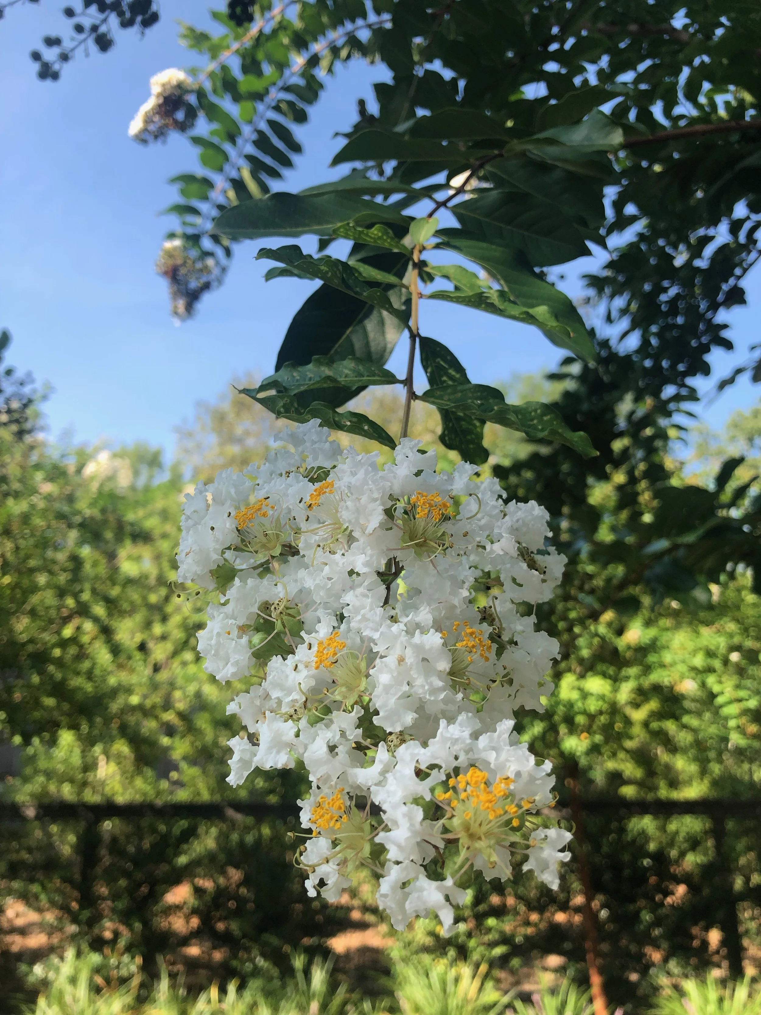 IMG_5308.jpeg