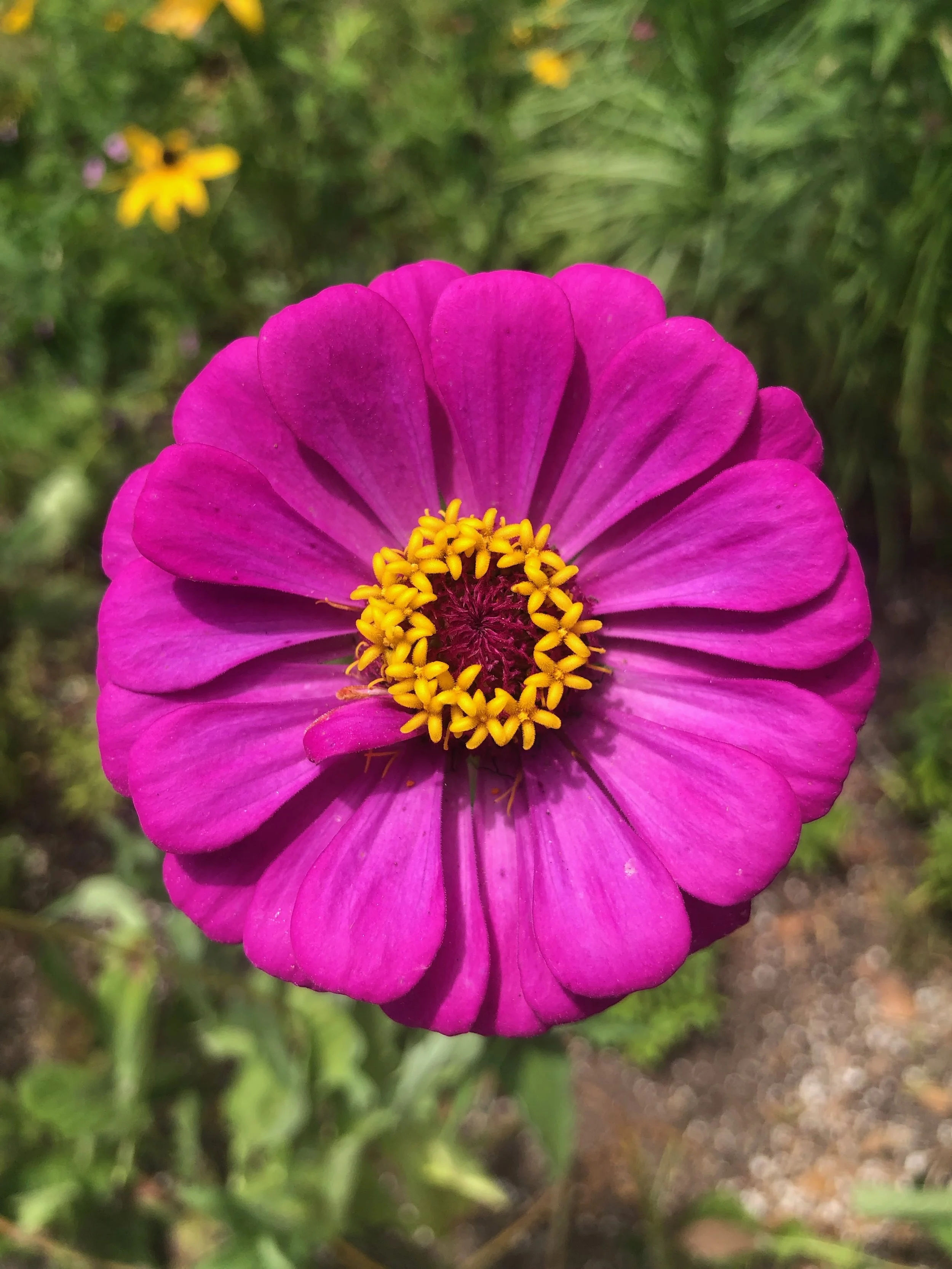 IMG_5435.jpeg