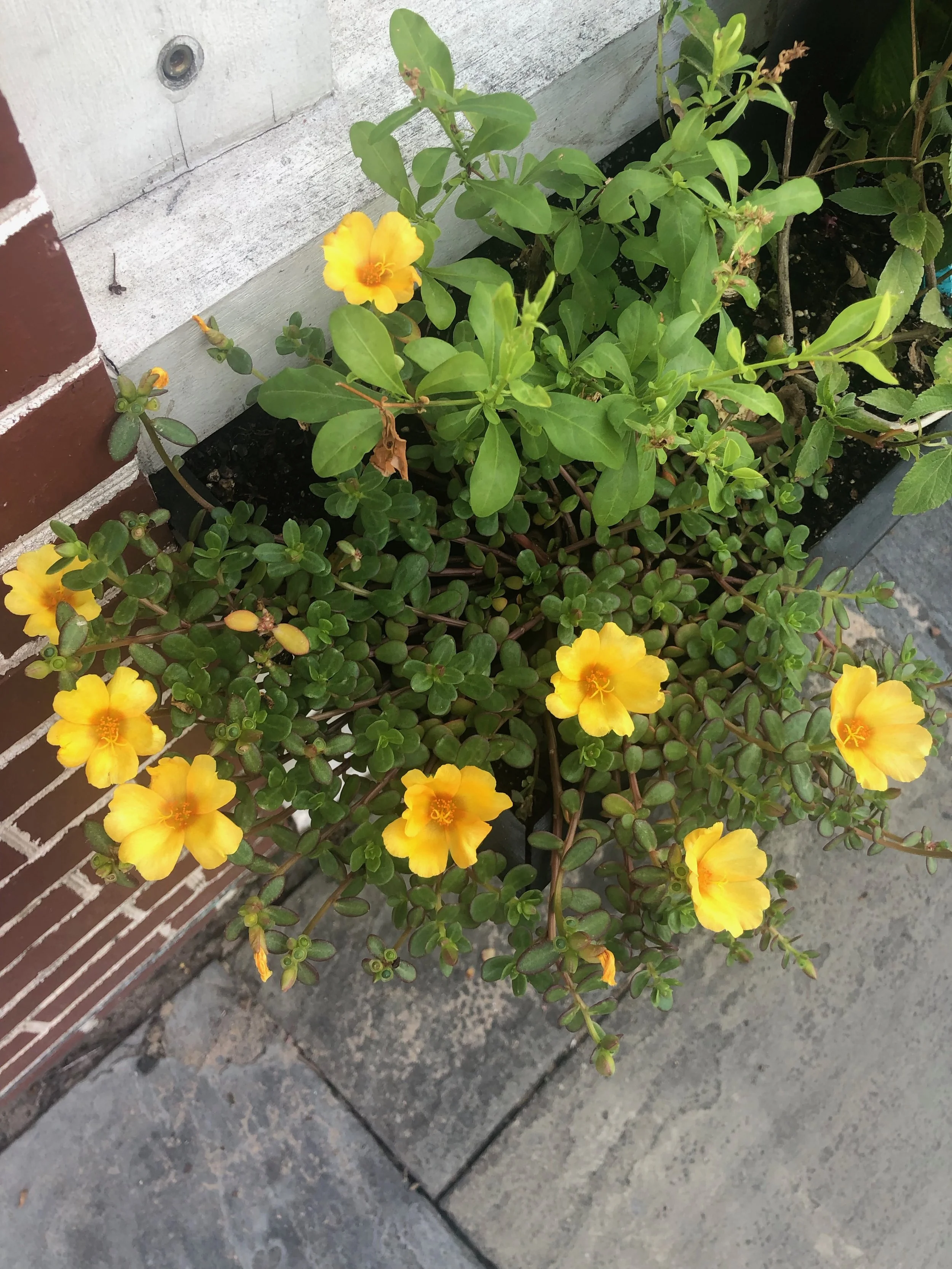 IMG_5536.jpeg