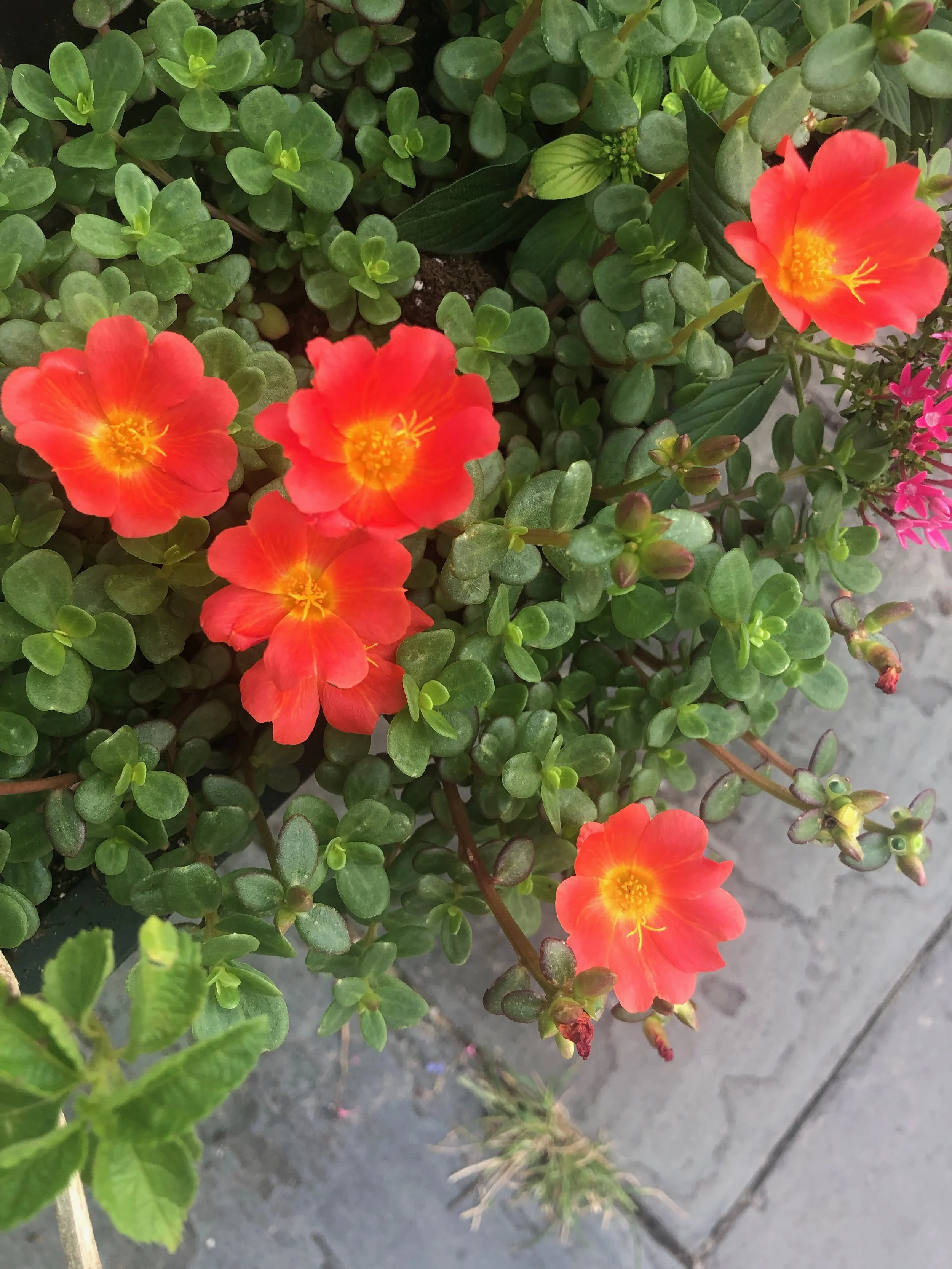 IMG_5537.jpeg