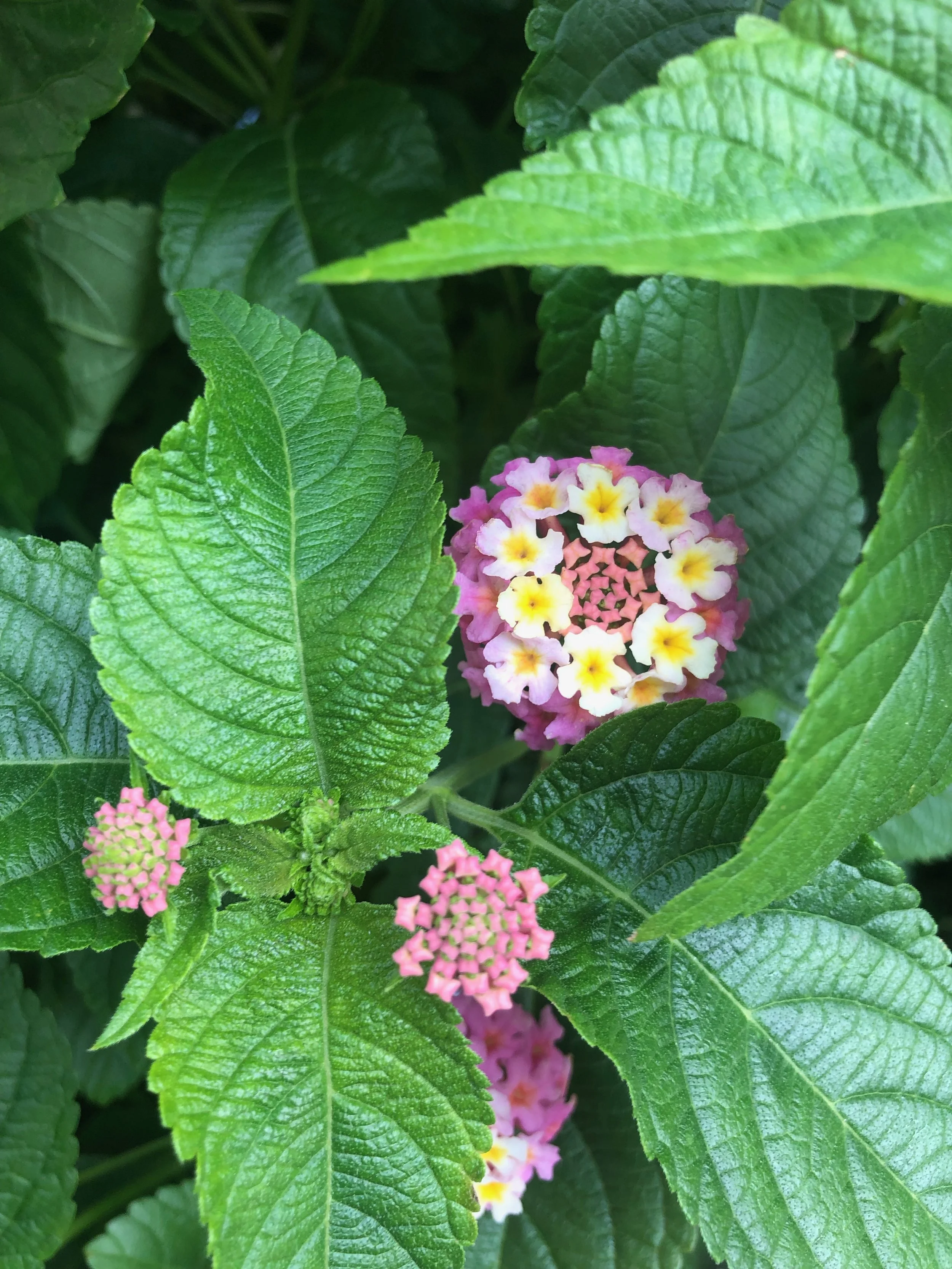 IMG_5901.jpeg