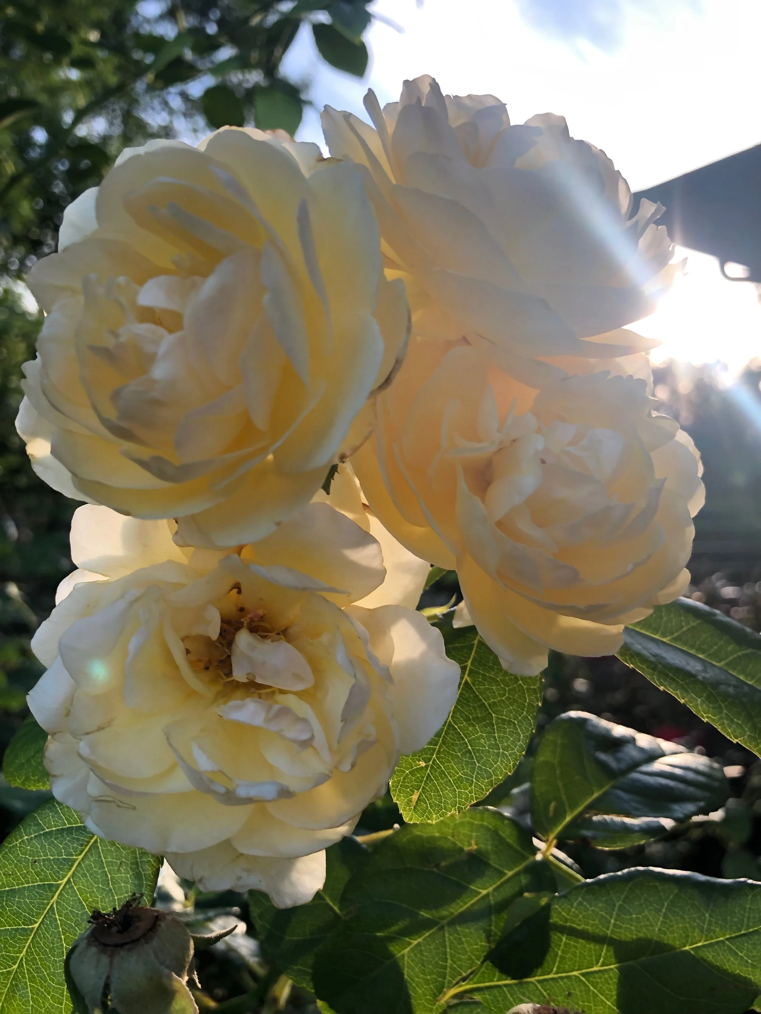 IMG_8805.jpeg