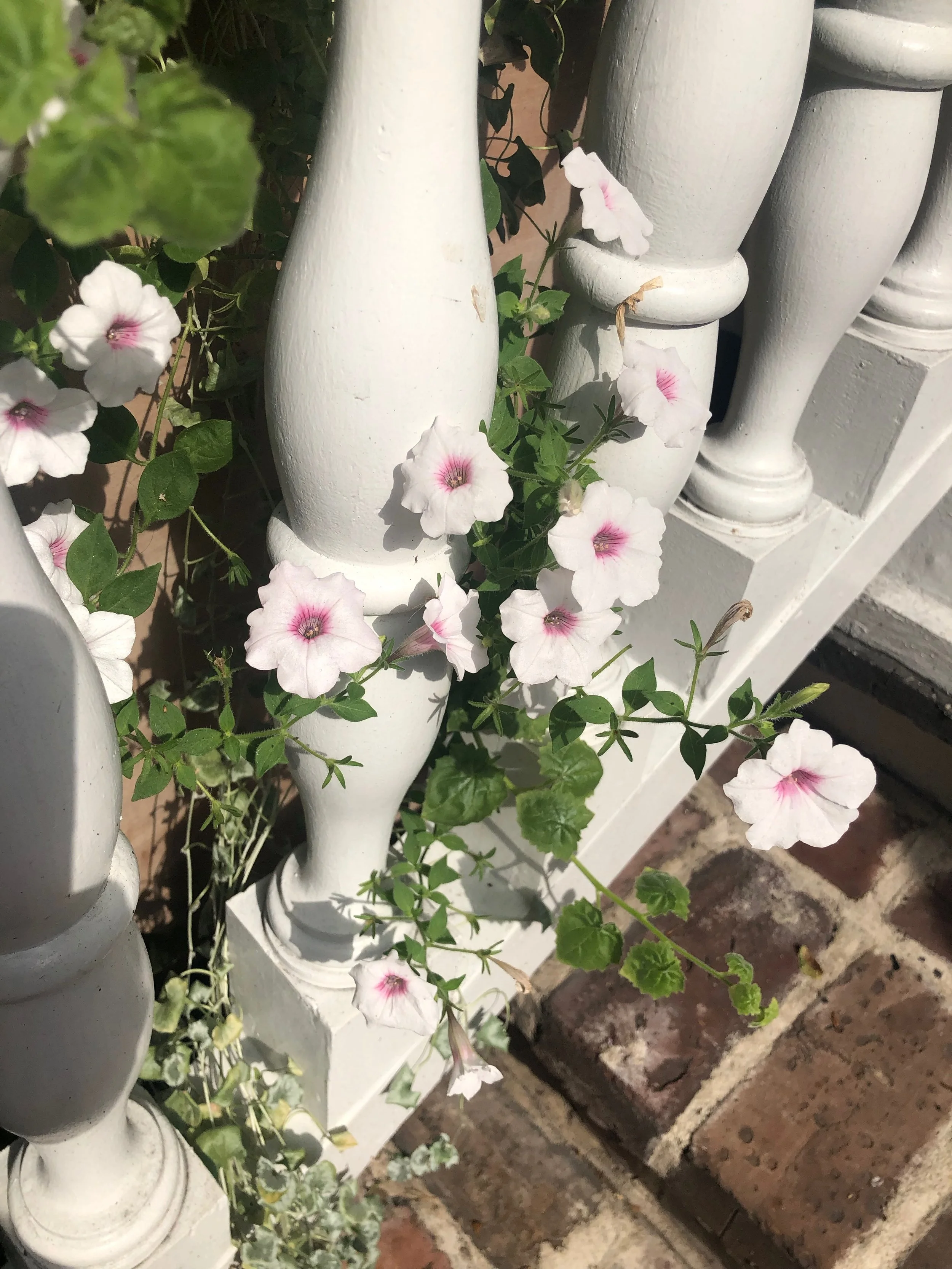 IMG_5544.jpeg