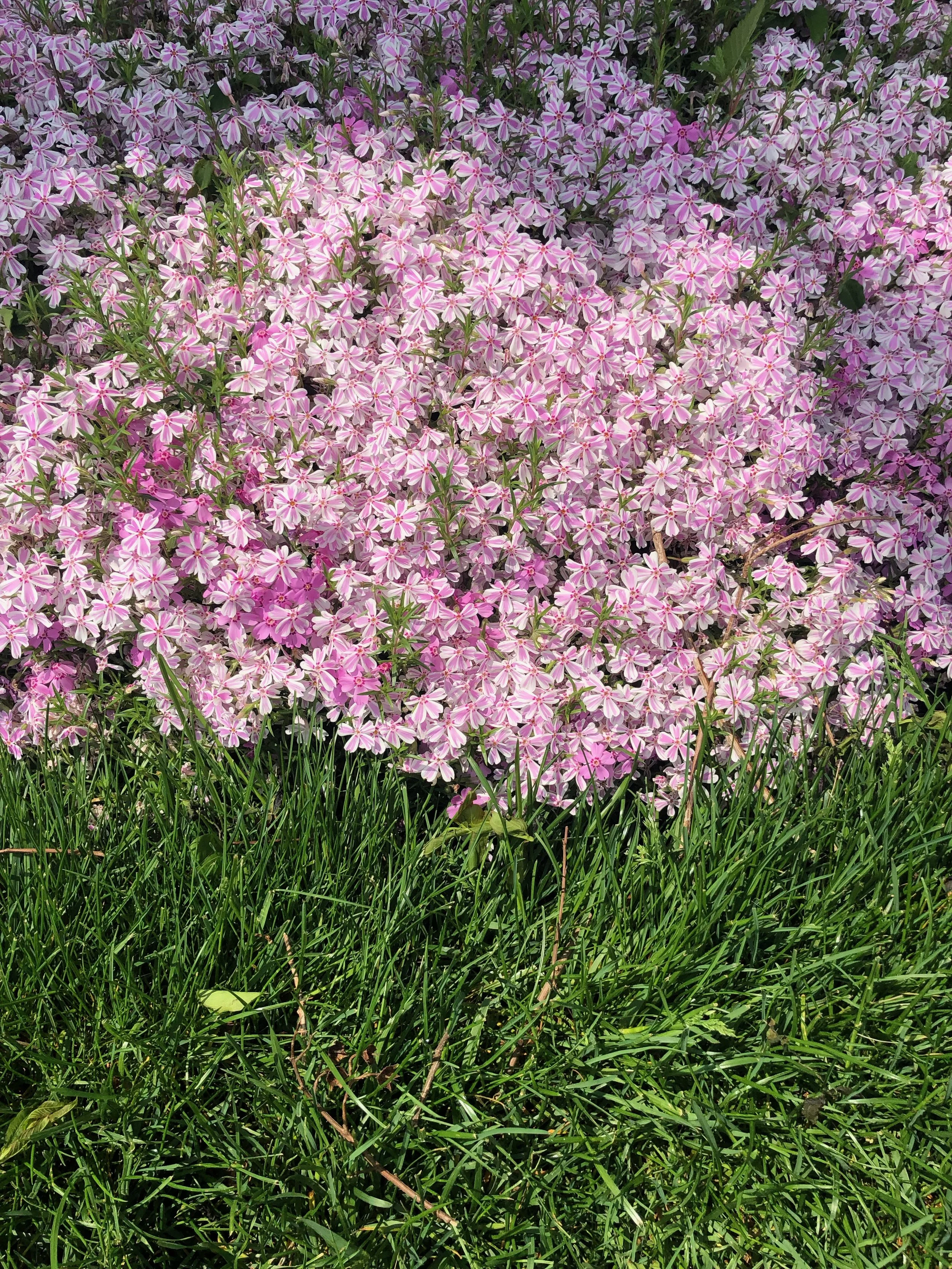 IMG_6621.jpeg
