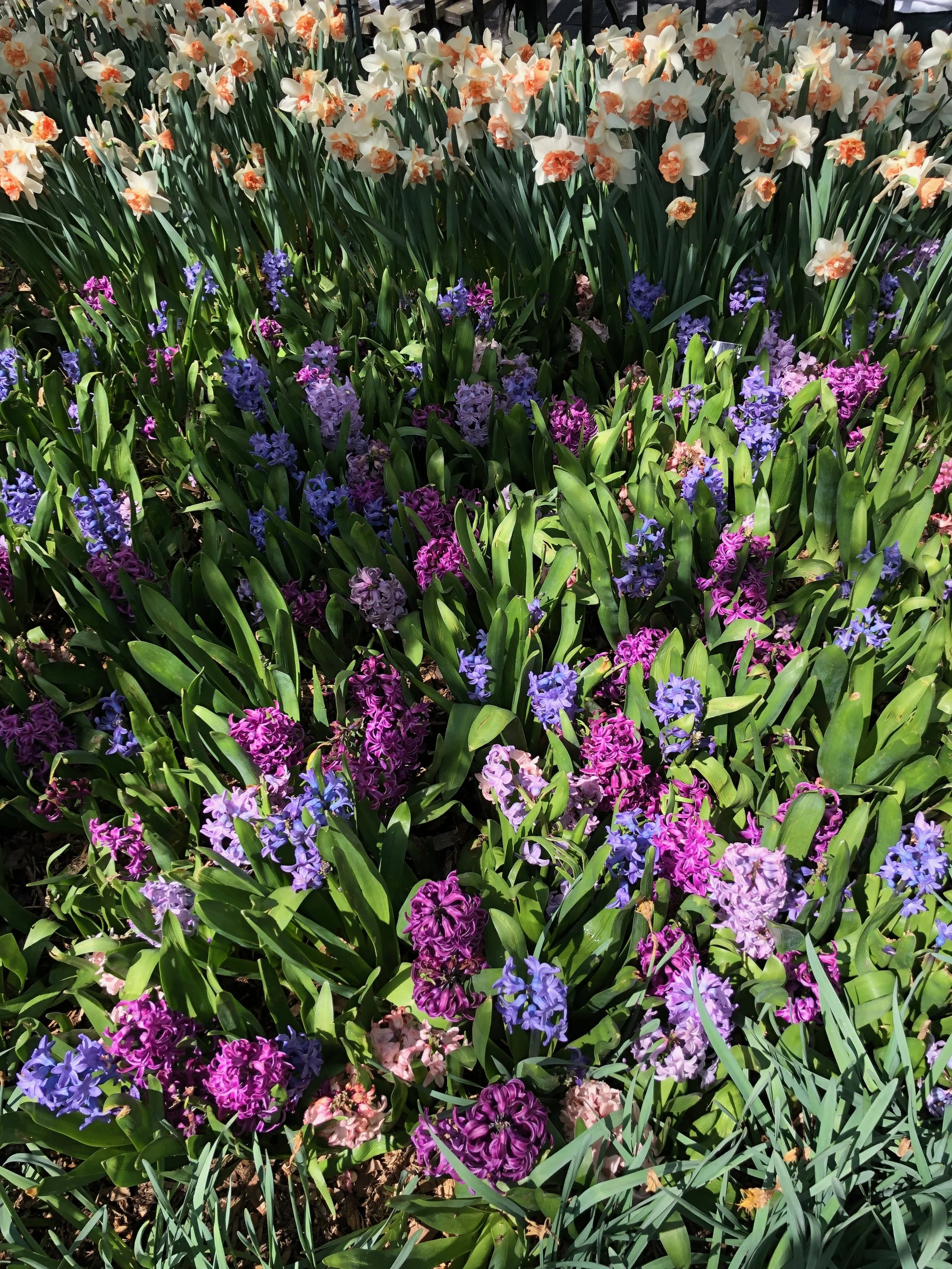 IMG_4973.jpeg