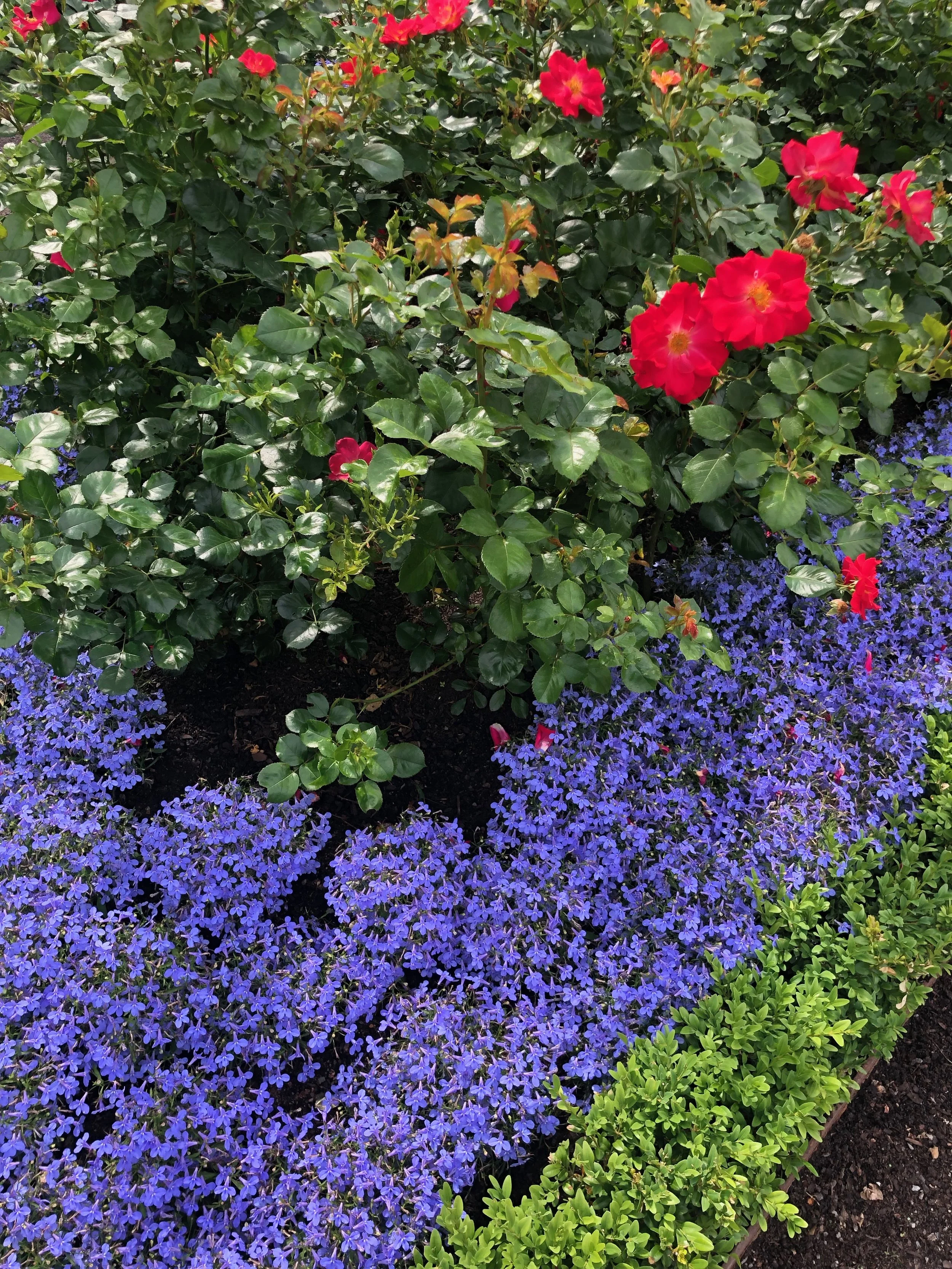 IMG_2061.jpeg