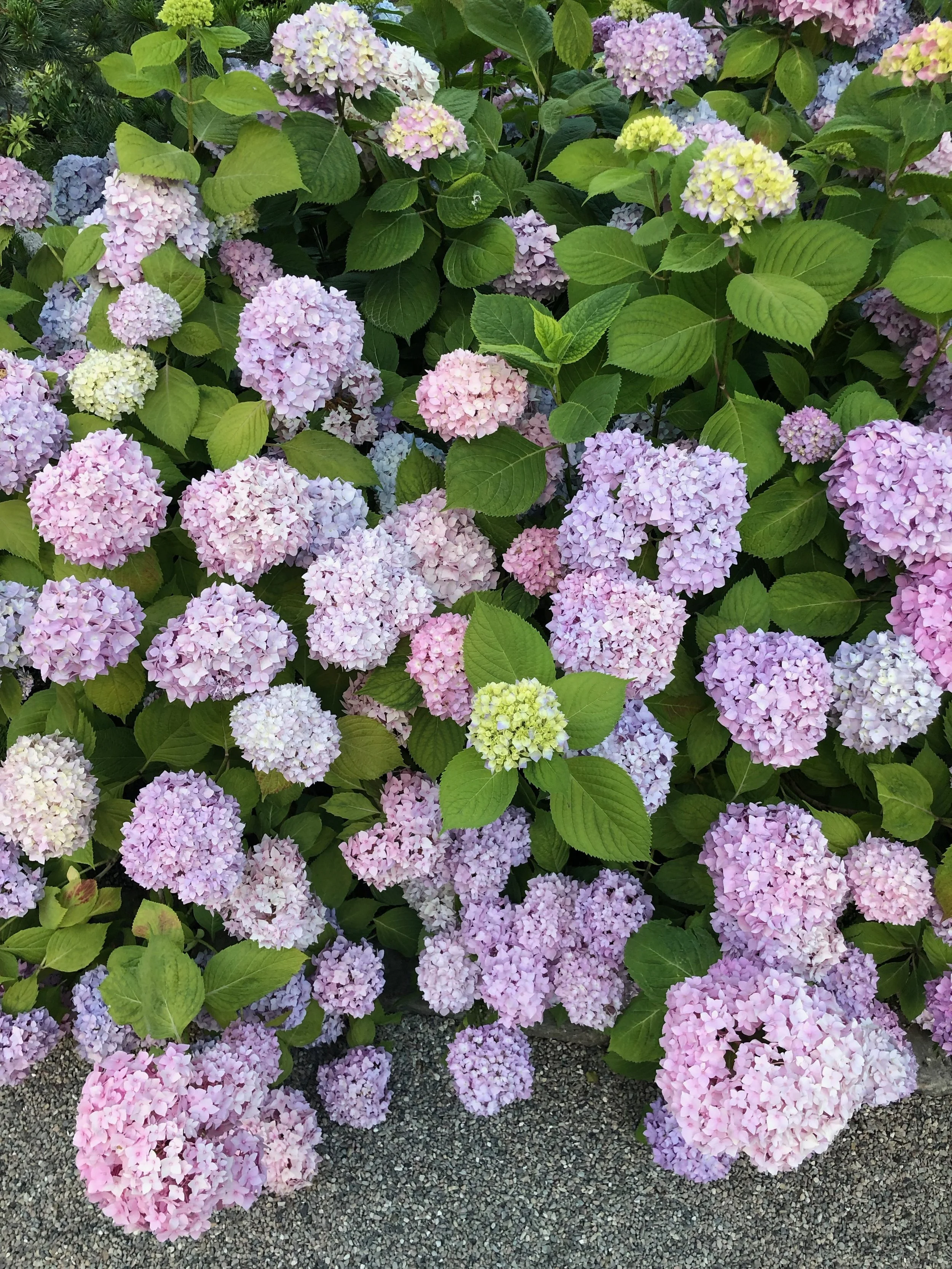 IMG_1180.jpeg