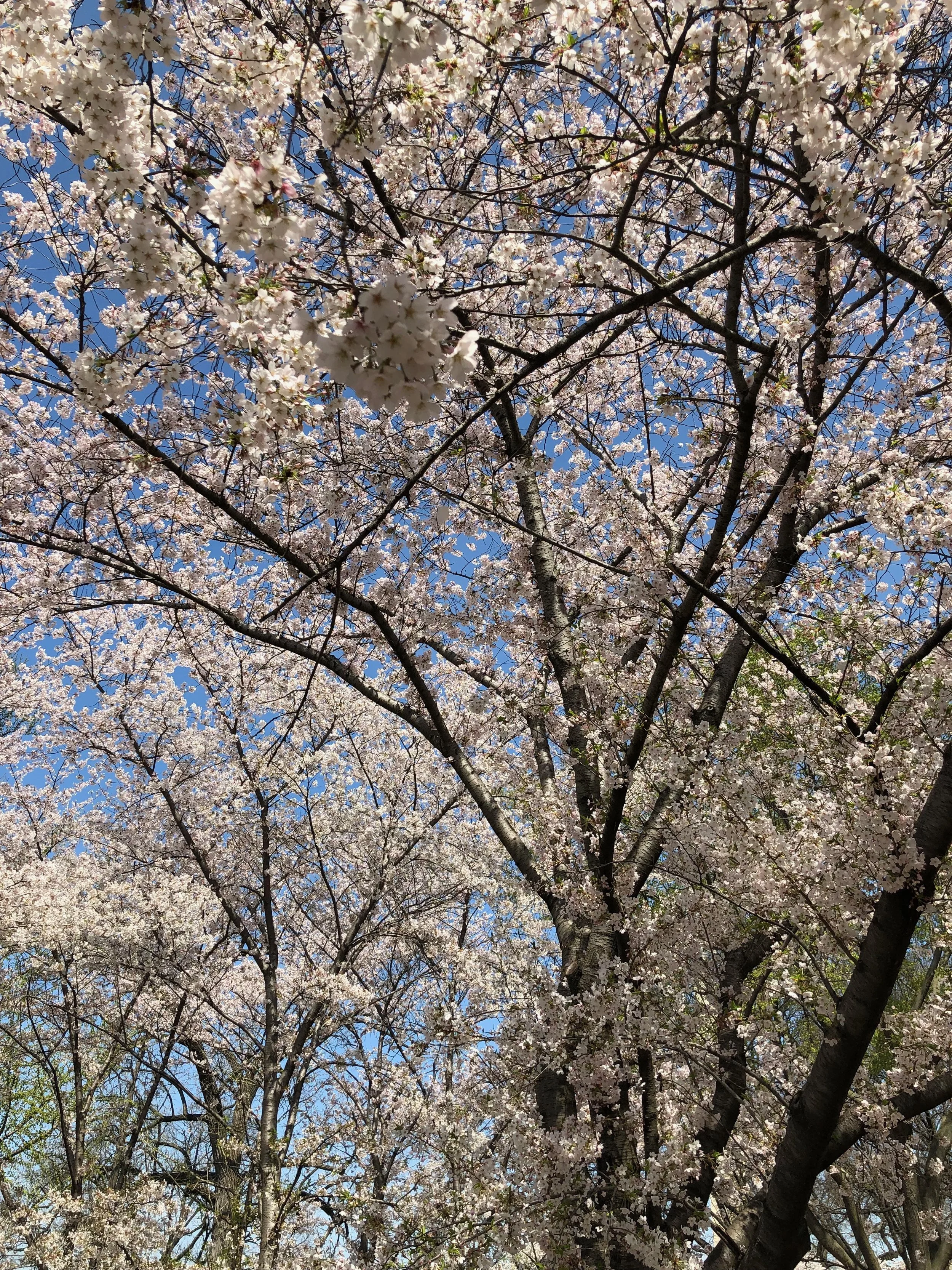IMG_4071.jpeg