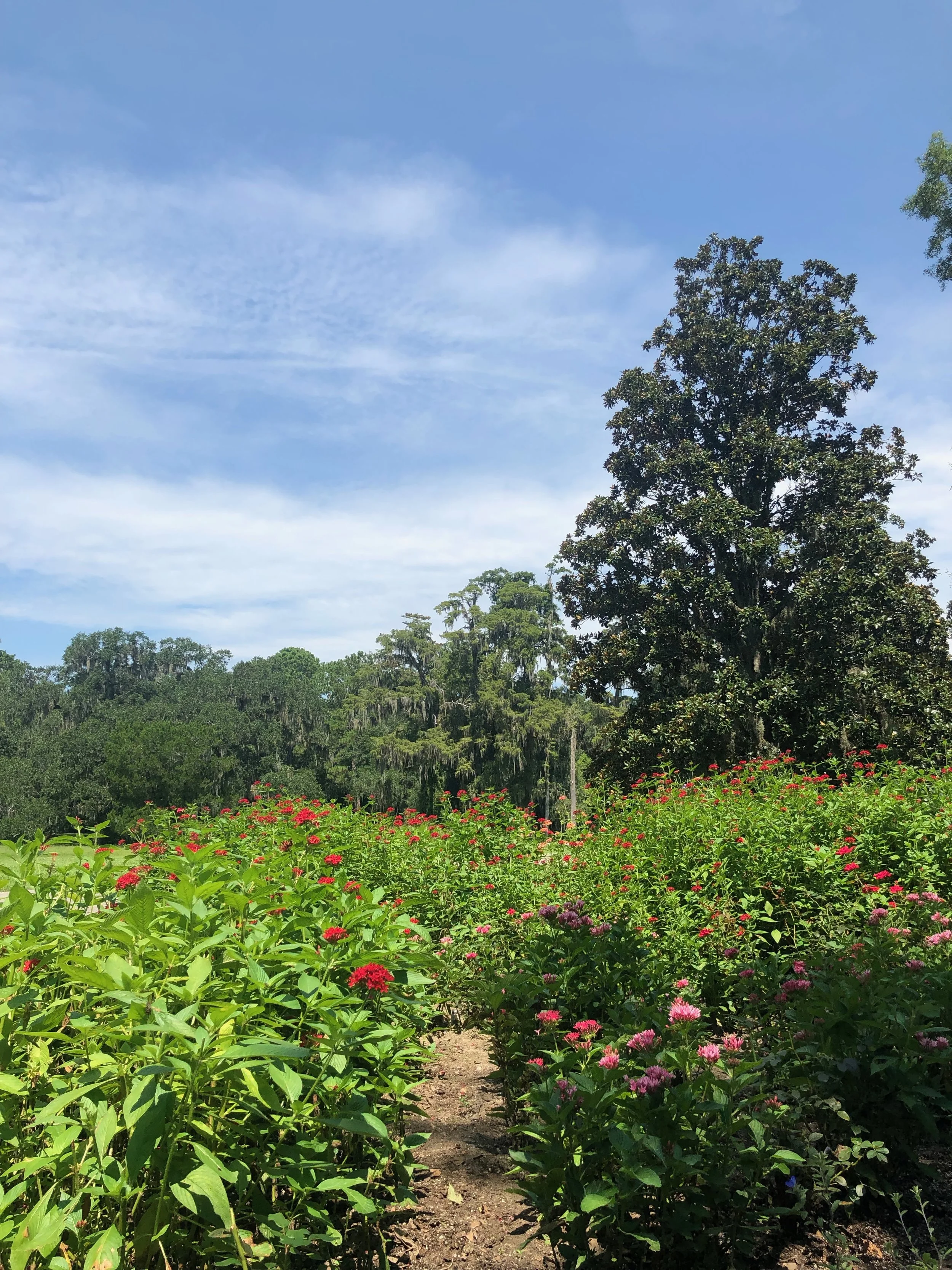 Magnolia Plantation, Charleston, South Carolina 