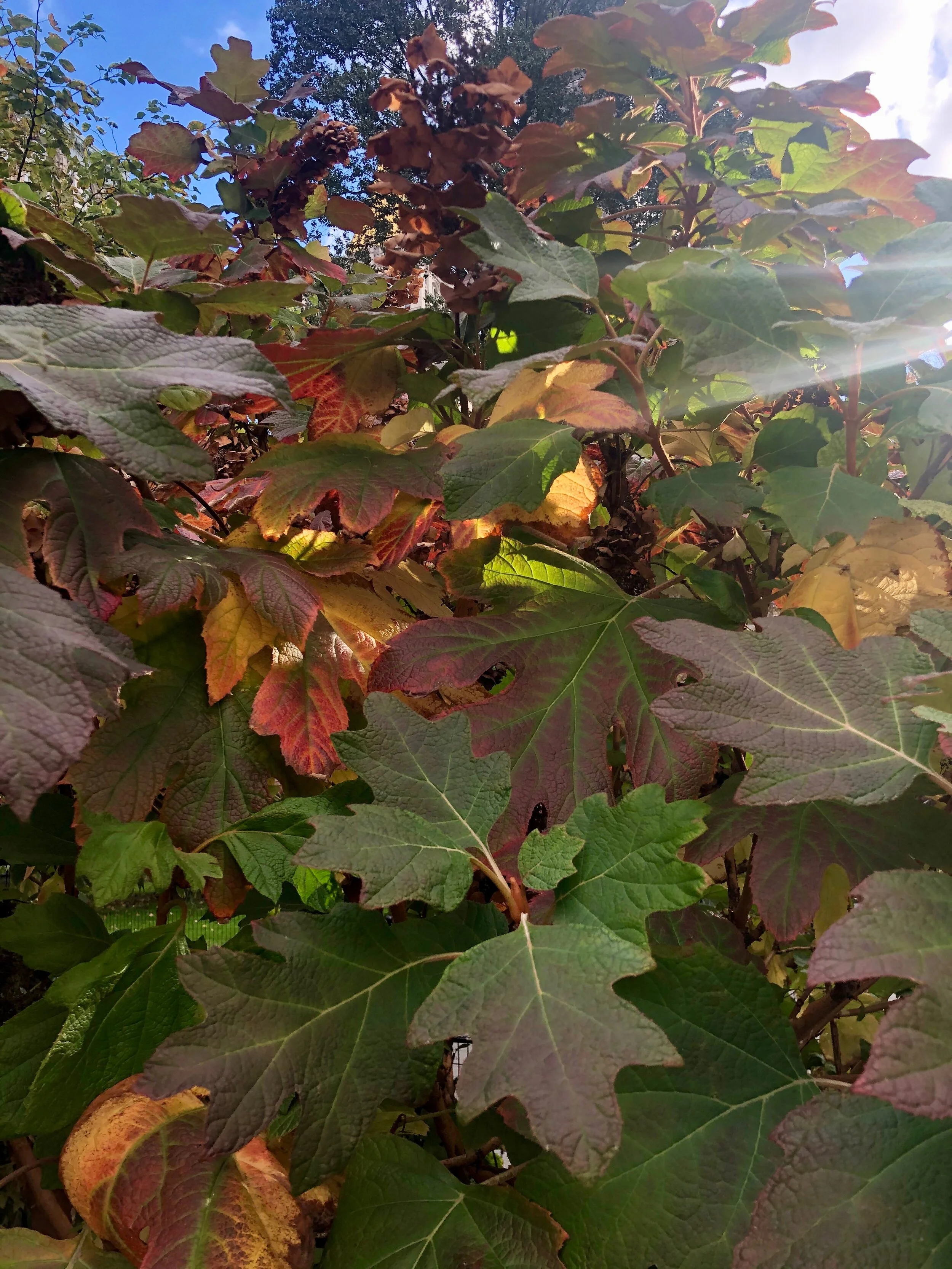 IMG_2002.jpeg
