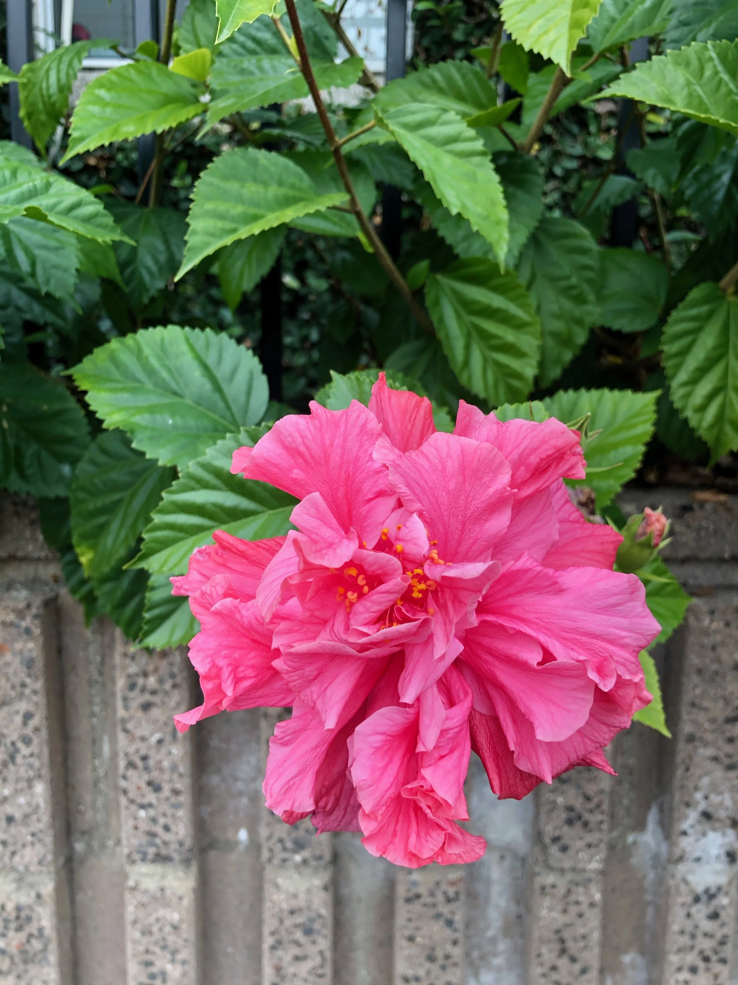 IMG_4219.jpeg