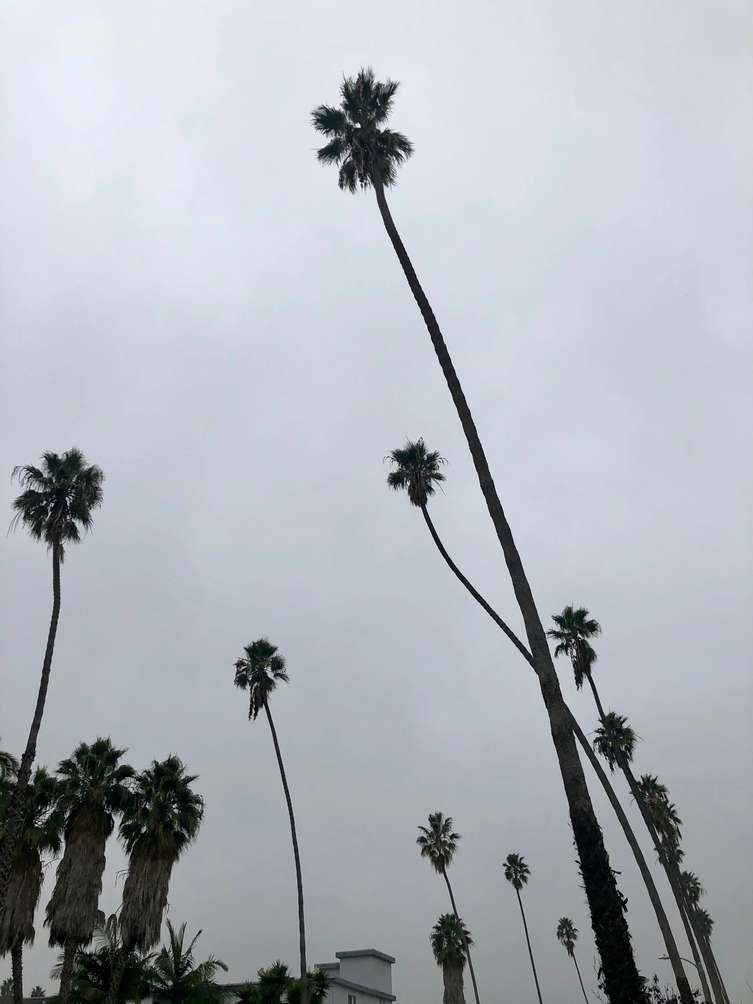 IMG_4229.jpeg