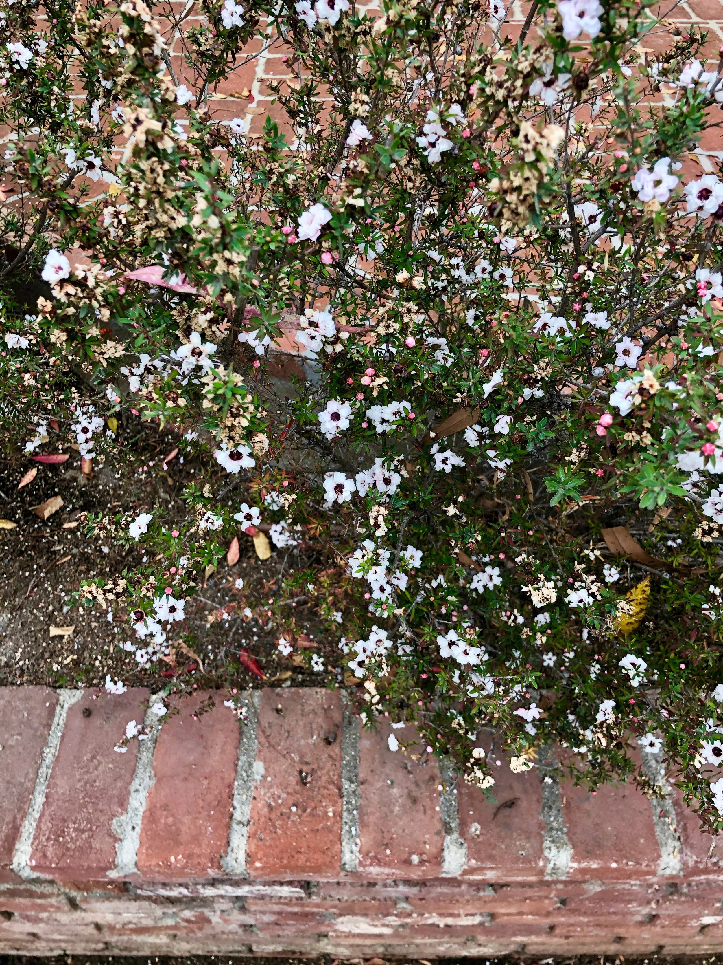 IMG_4241.jpeg