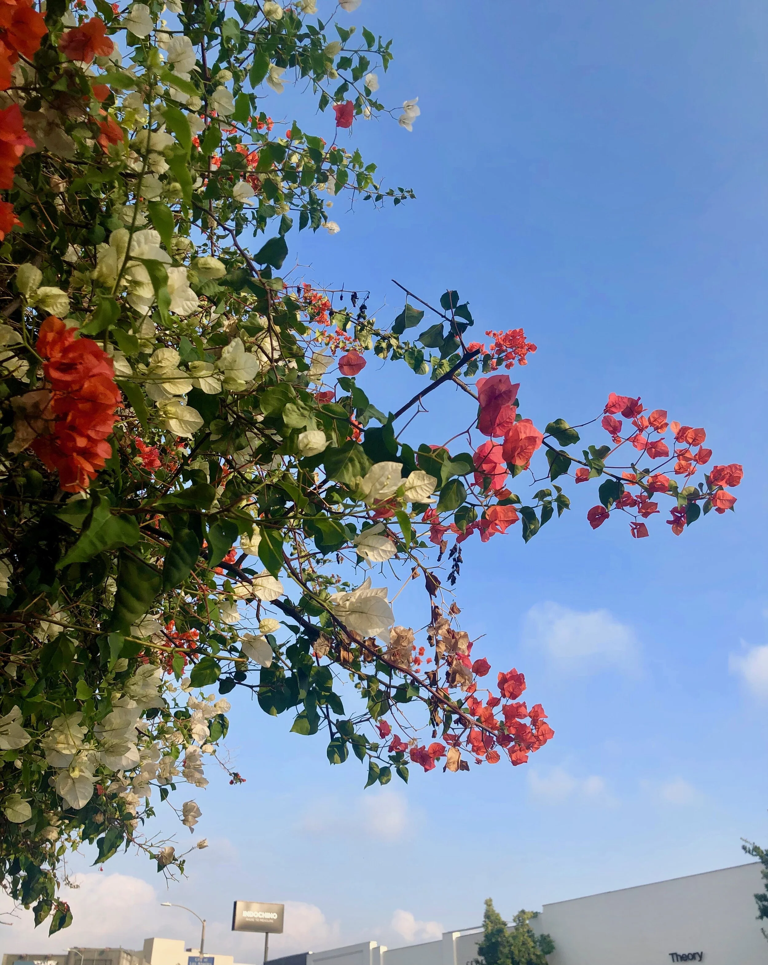 IMG_4362.jpeg