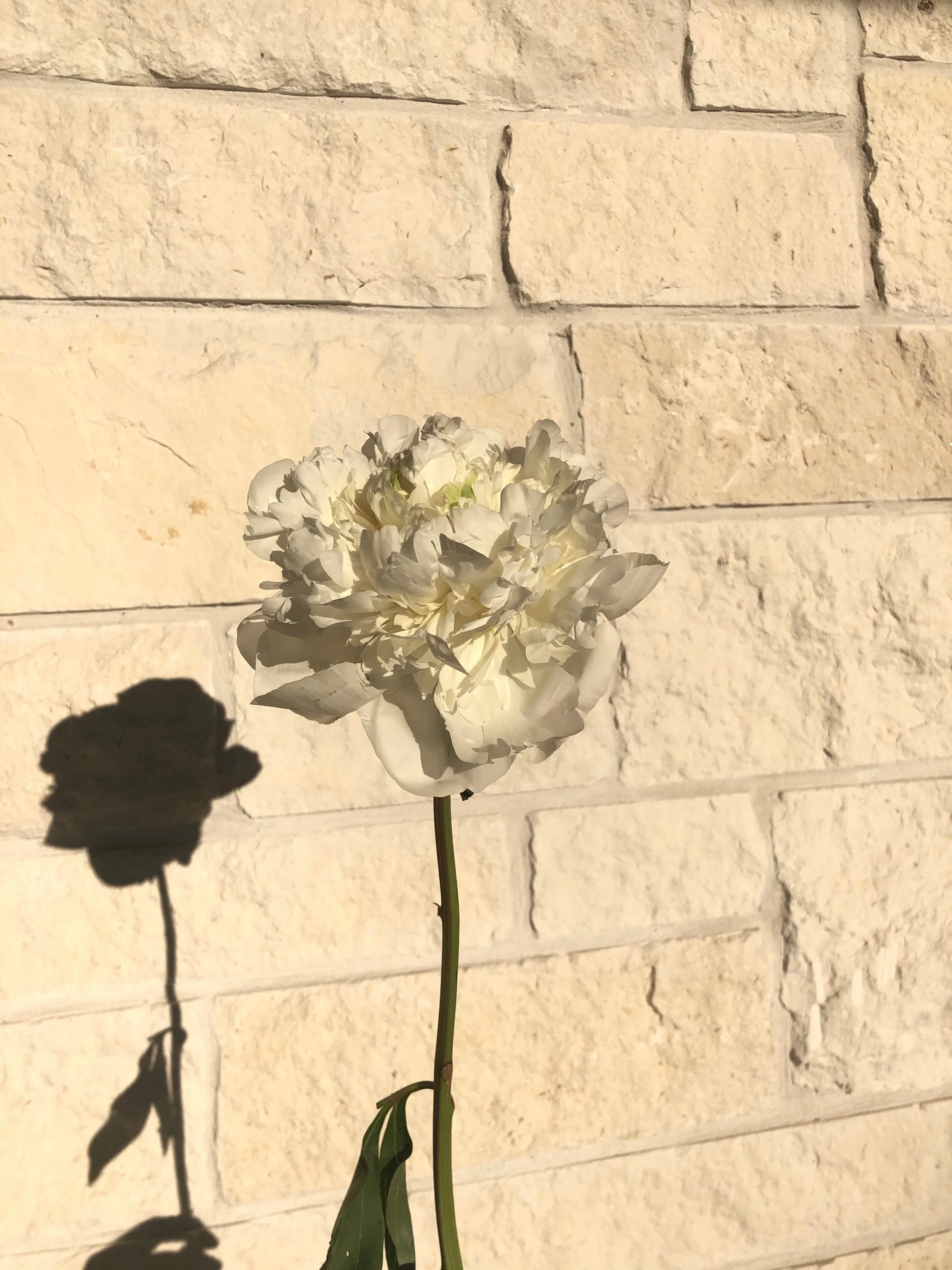 IMG_5298.jpeg