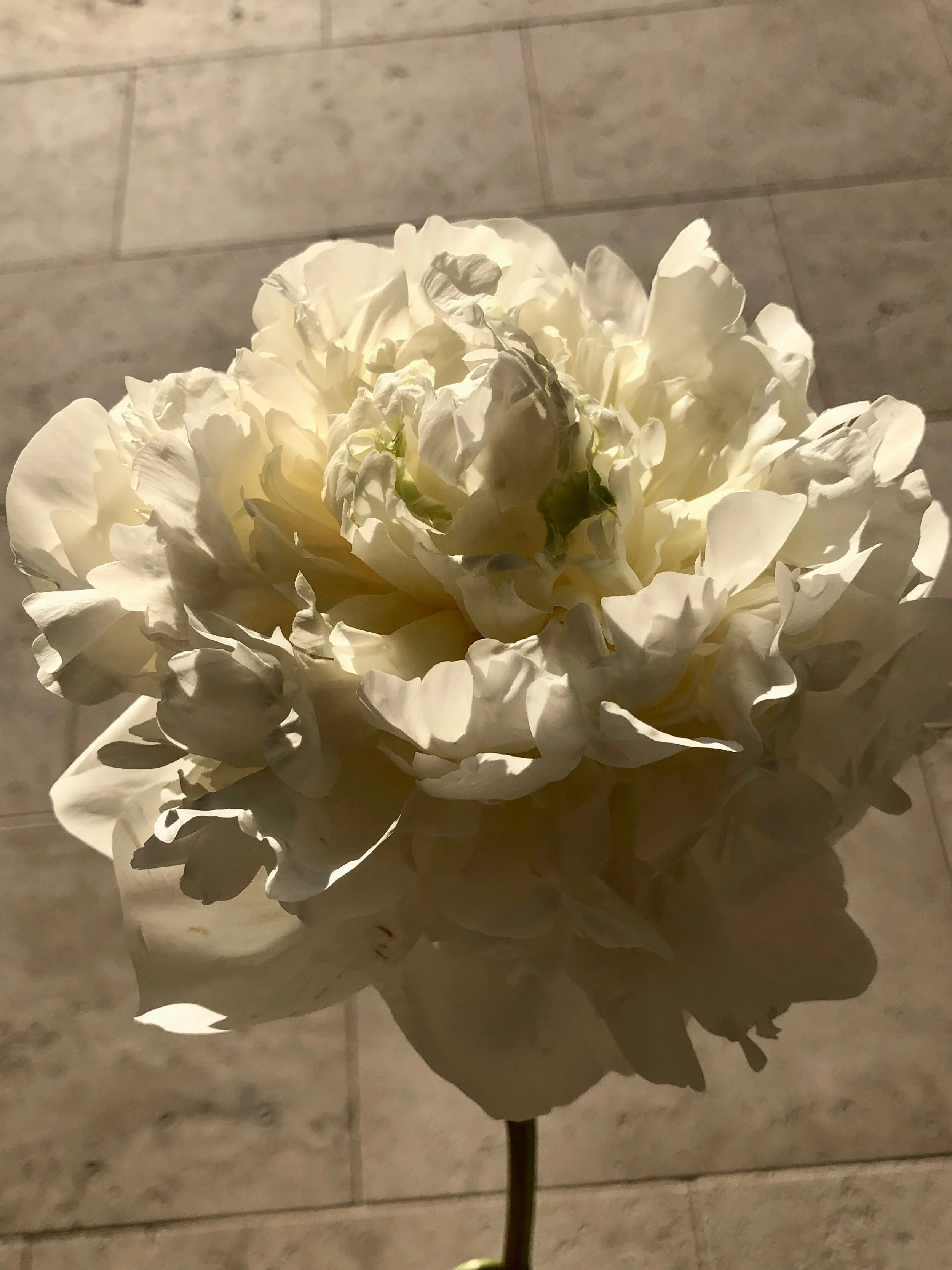 IMG_5308.jpeg