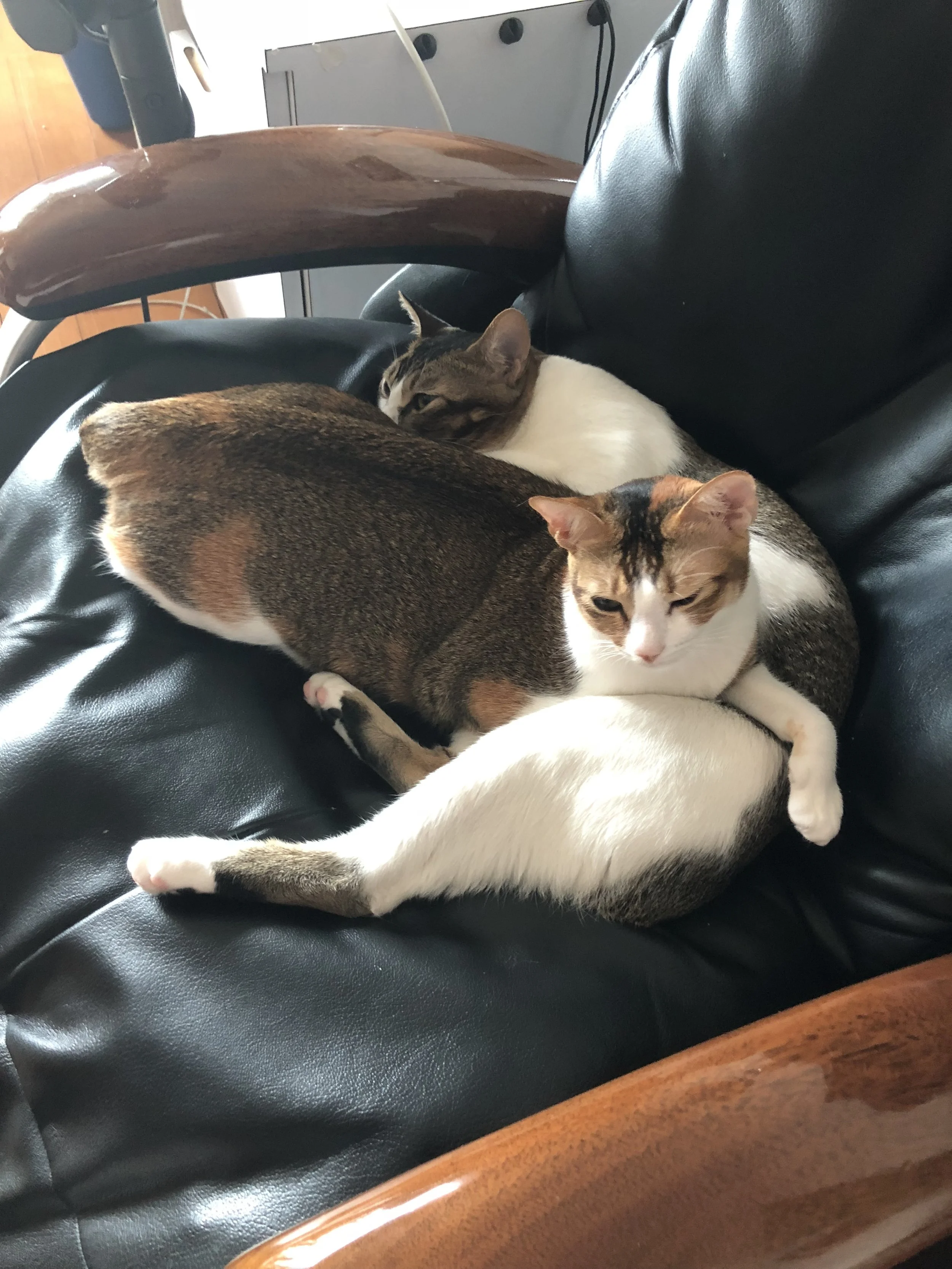 kitty kronicles - ii