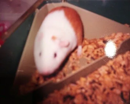 Cookies n’ Cream (CC), my childhood guinea pig, hated us so much he hid in his food bowl to try to get away from us. [photo credit: 8-year-old Allie who clearly couldn’t hold a camera correctly]