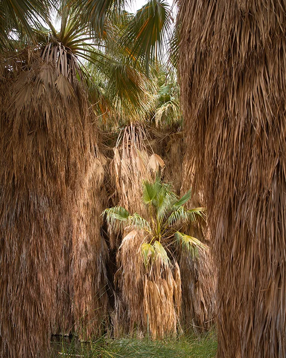 thousandpalms.jpg