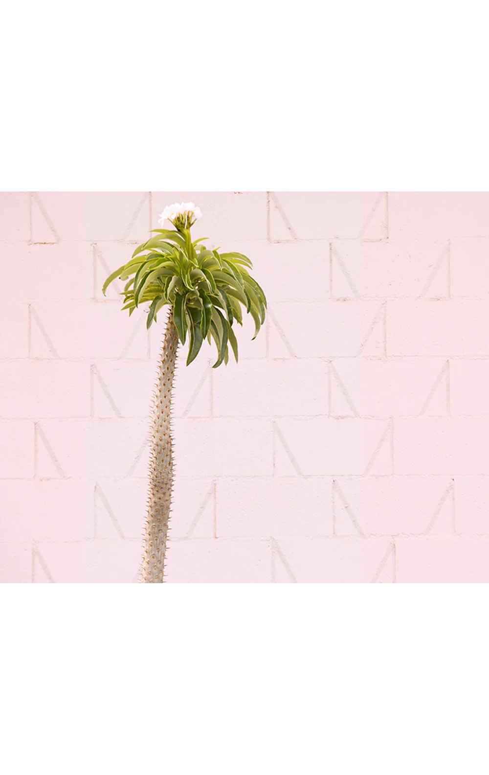 Madagascar Palm