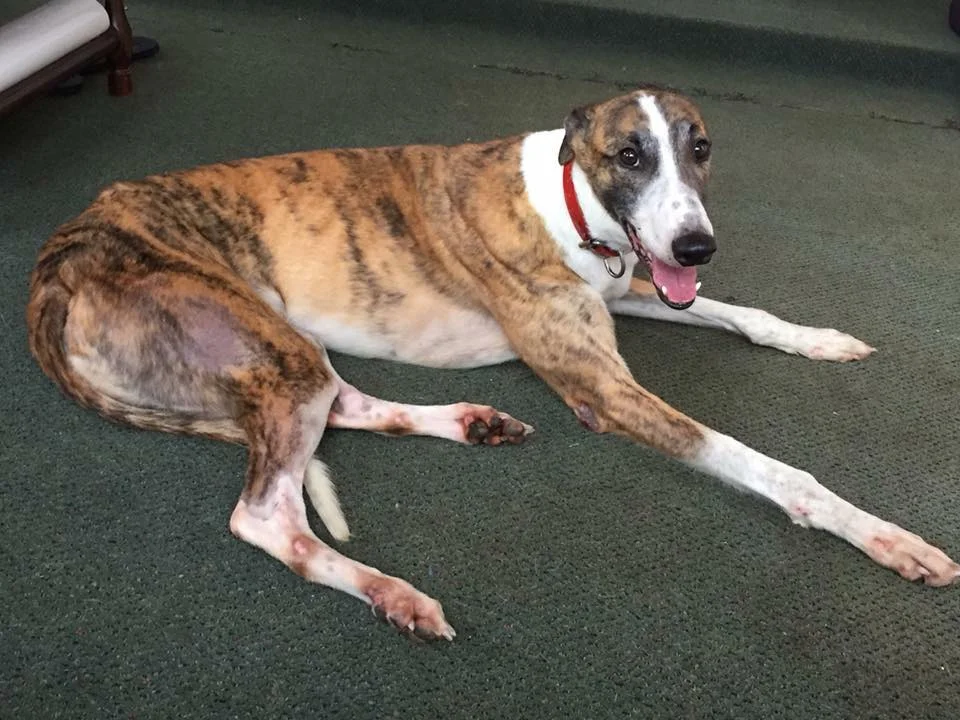 Sasha’s monthly rest home visits