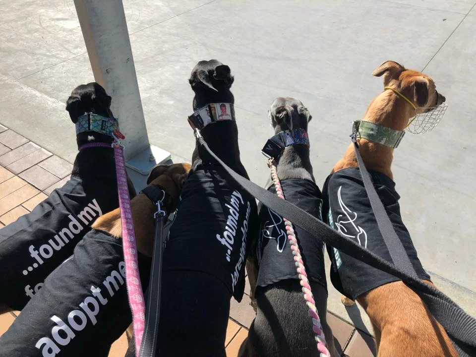 Some ‘Mayhounds’ at the GAP greyhound walk