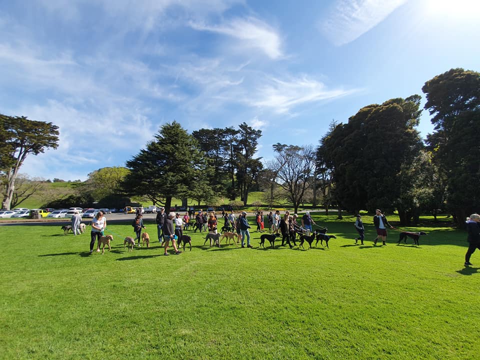 Hound Walk Cornwall Park 