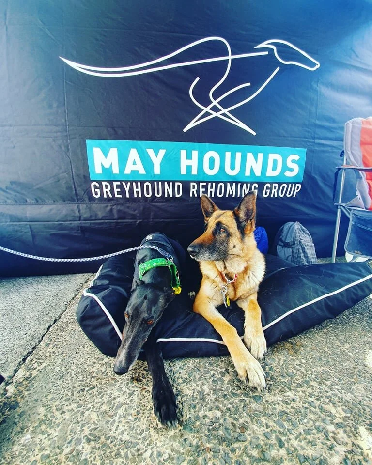 Catalina Bay Pet Day