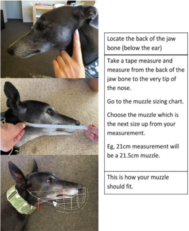 muzzle measureing guide.png