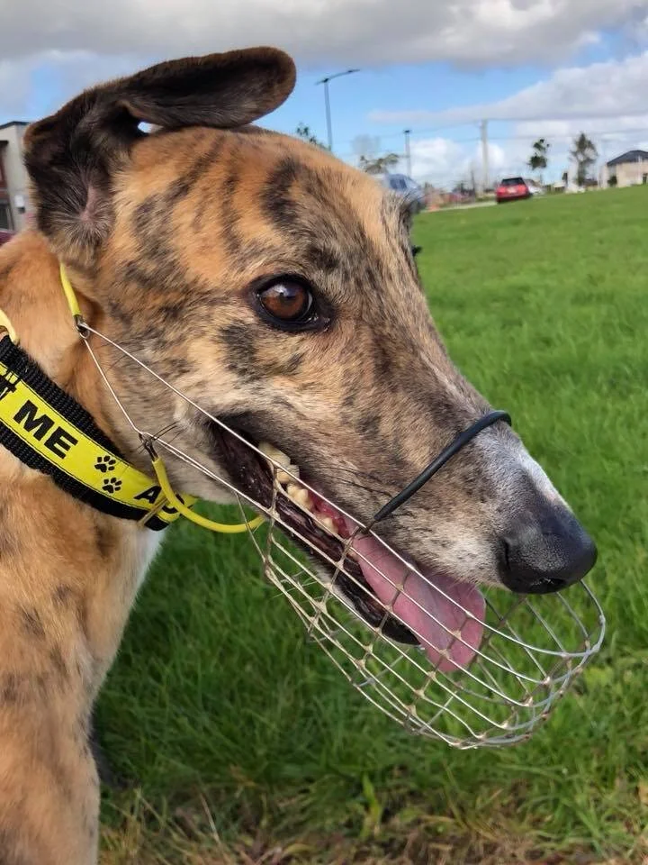 wire greyhound muzzle