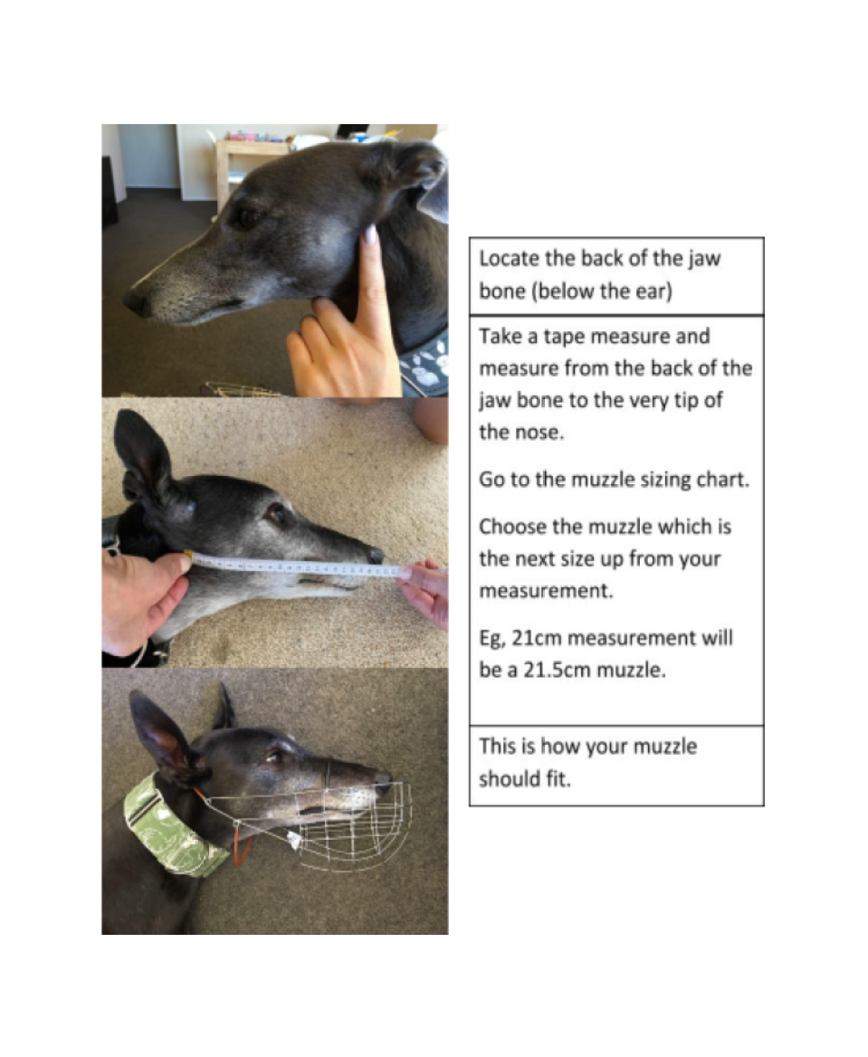 muzzle measureing guide for web.png