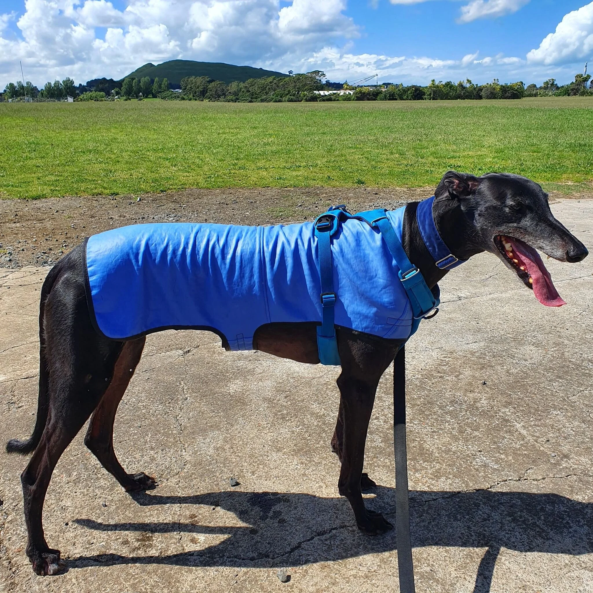 greyhound cooling coat