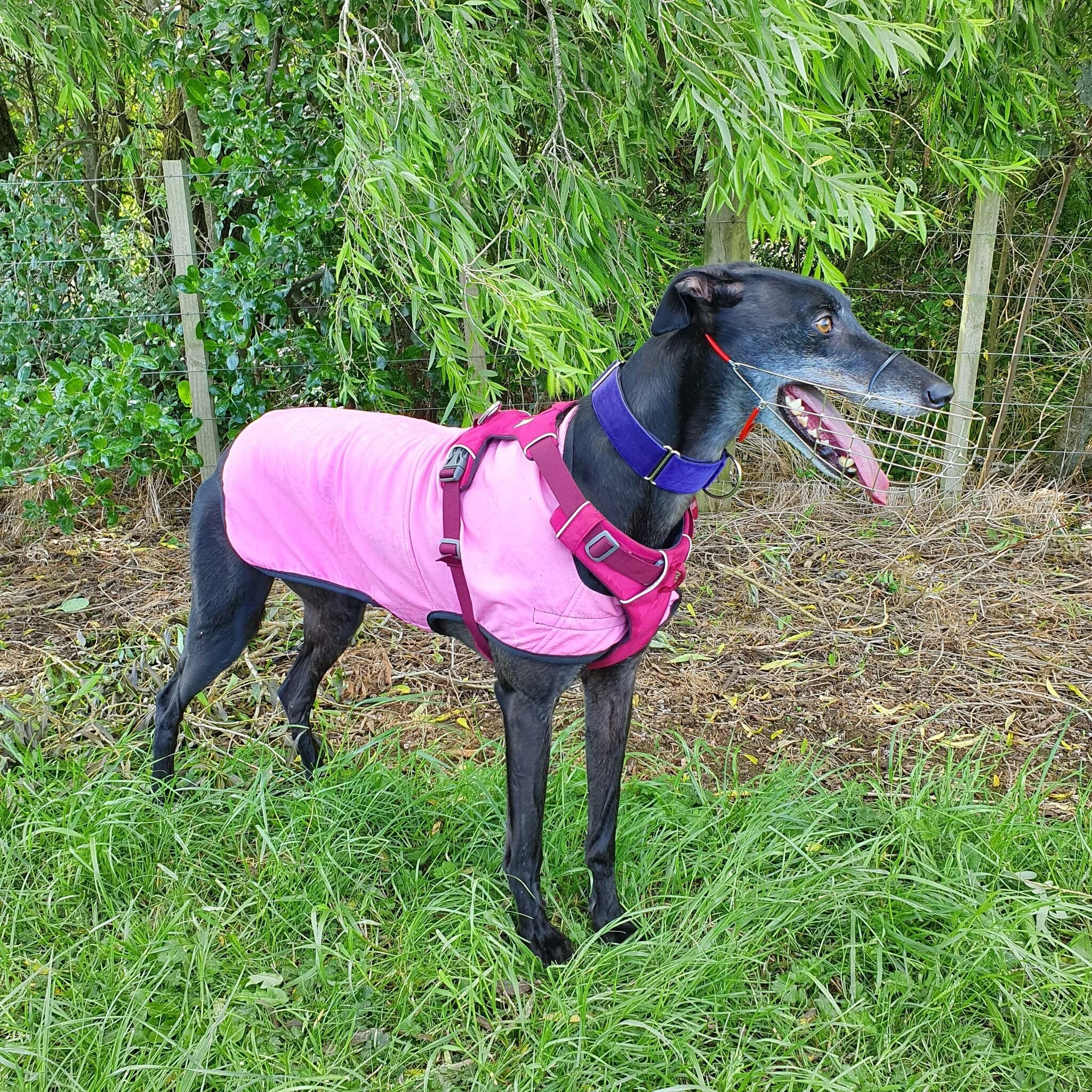 greyhound cooling coat