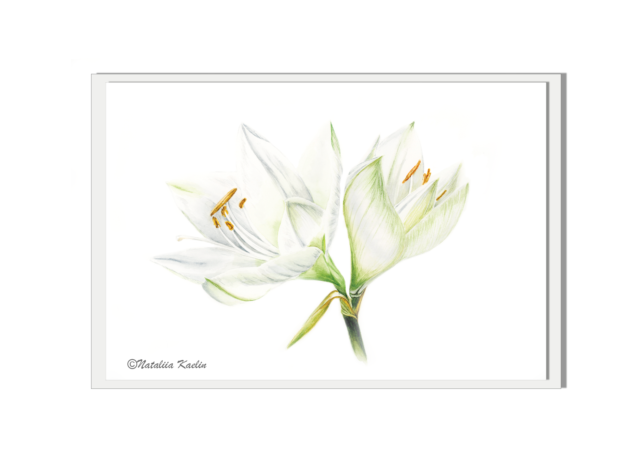 white amaryllis - Robert Kaelin copy.png
