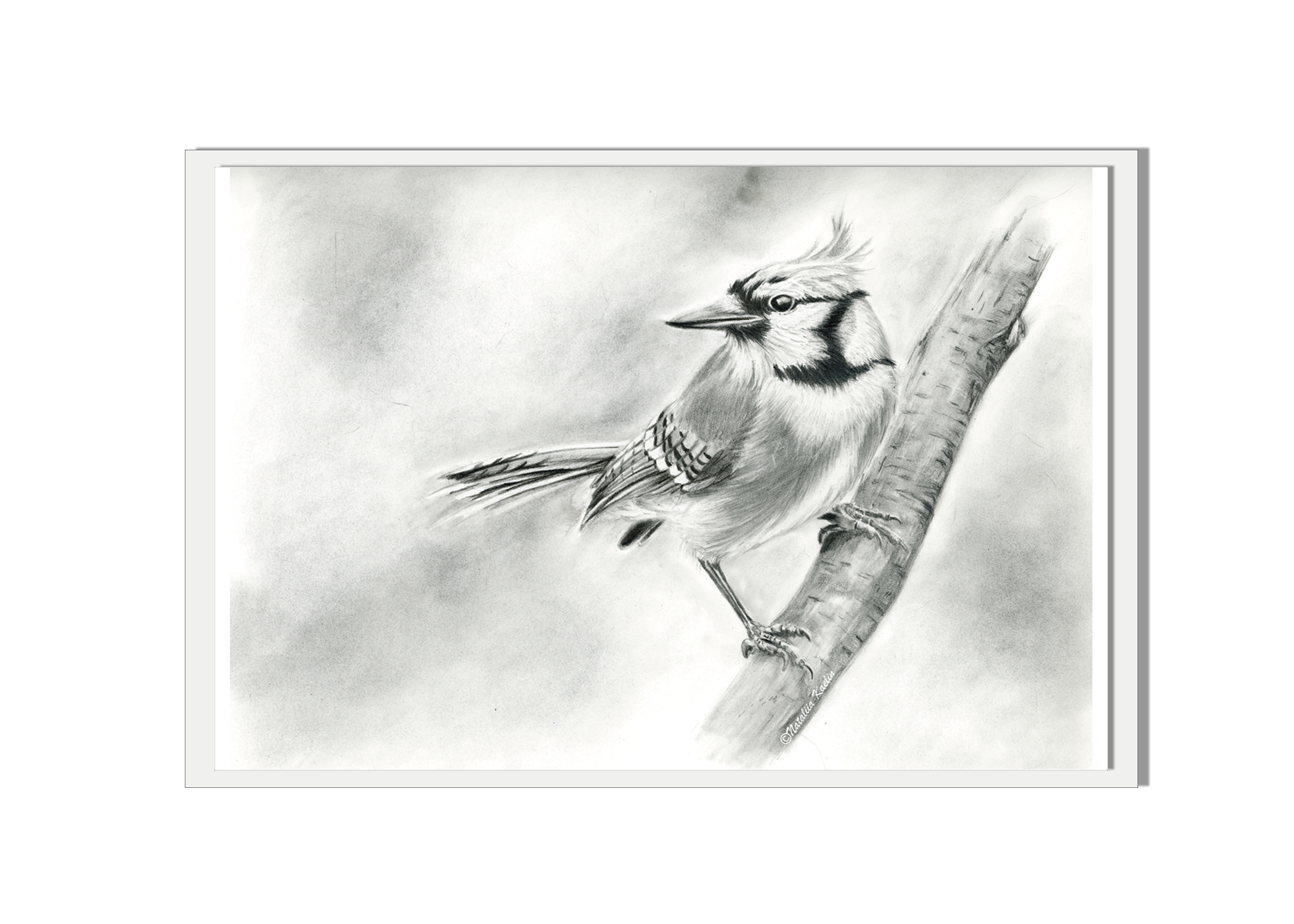 blue jay - Robert Kaelin copy.png