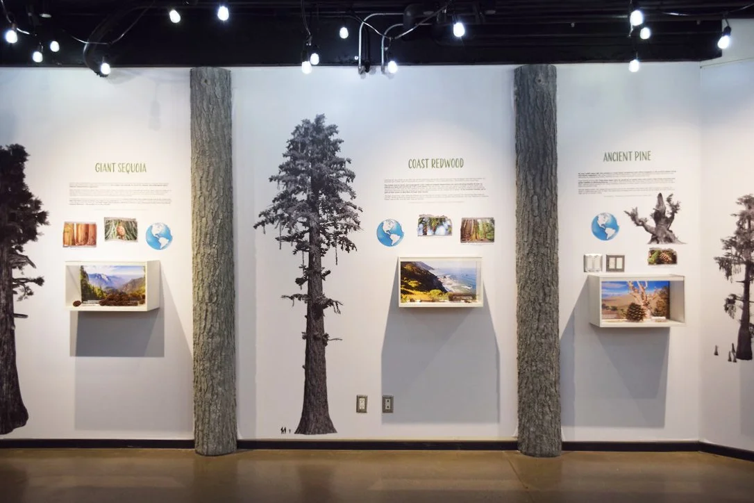 Conifer Connect4.jpg