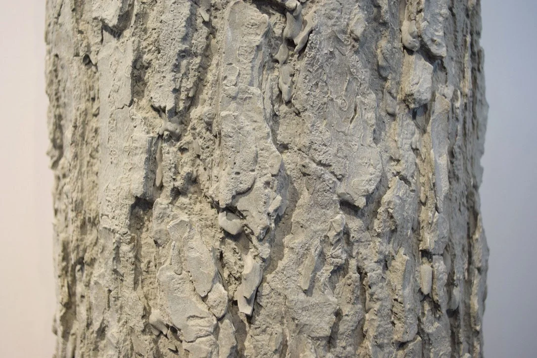 Conifer Connect5.jpg