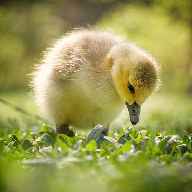 The Canada Geese chicks are on the move! If you&rsquo;re still and quiet, you won&rsquo;t upset the birds at all and they&rsquo;ll actually walk right up to you with the parents being very relaxed. I always encourage this approach.
