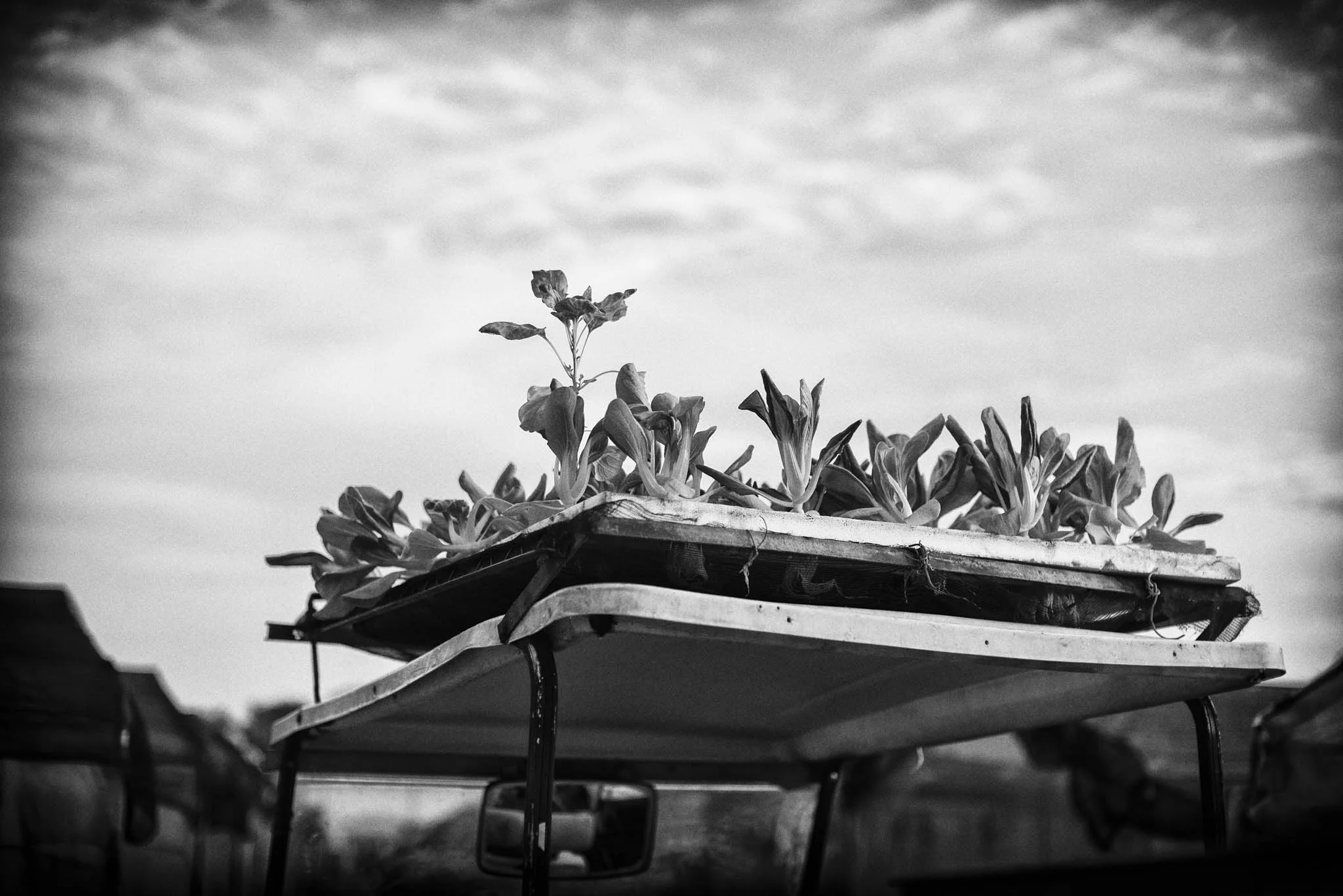 Vegetables take about 3-4 weeks to mature in their culture panels, usually made from styrofoam. Entire panels can be harvested quickly this way.