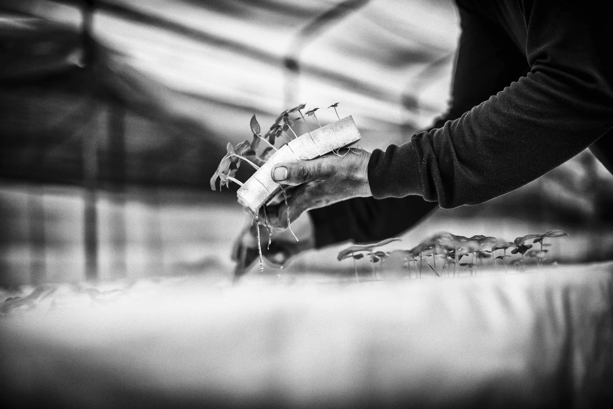 The seedlings germinate in sponges soaked in nutrient-rich solutions. After 7-10 days in the nursery, they are transplanted in culture panels using forceps.