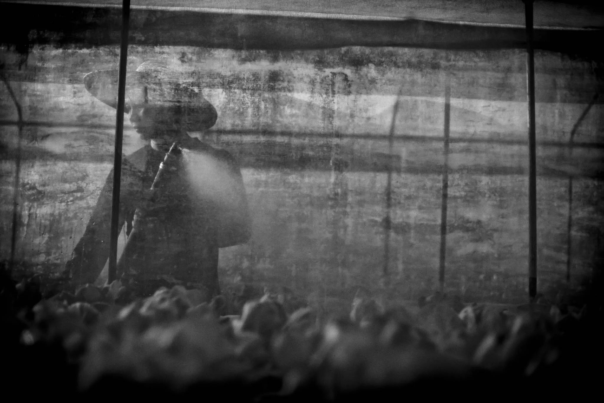A farmhand mists the butterheads in the early morning to cool down the plants. Some non-local species prefer lower temperatures, and it takes experience to adapt farming practices to each specific plant.