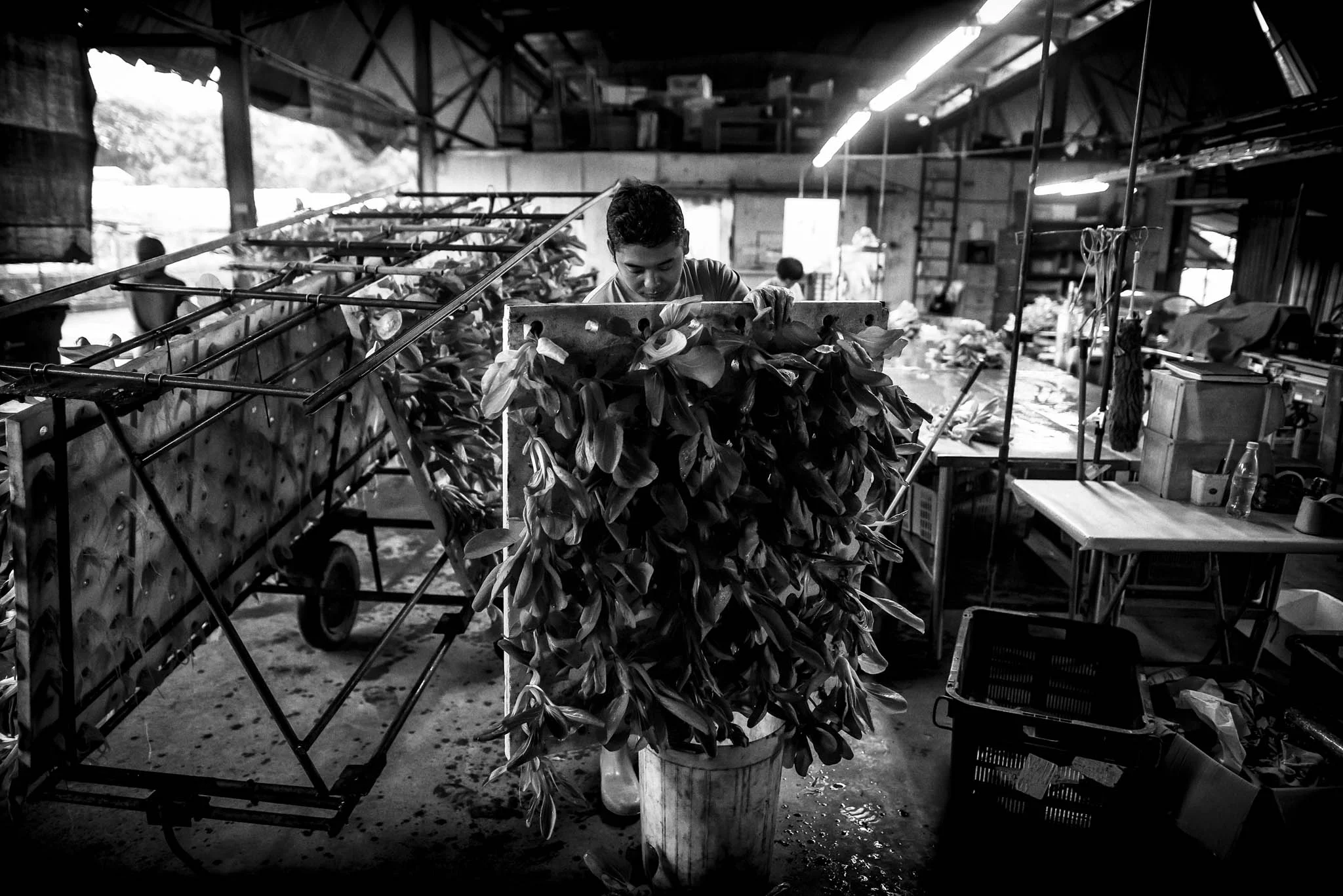 Harvested vegetables are sorted and packed in a central packing facility.
