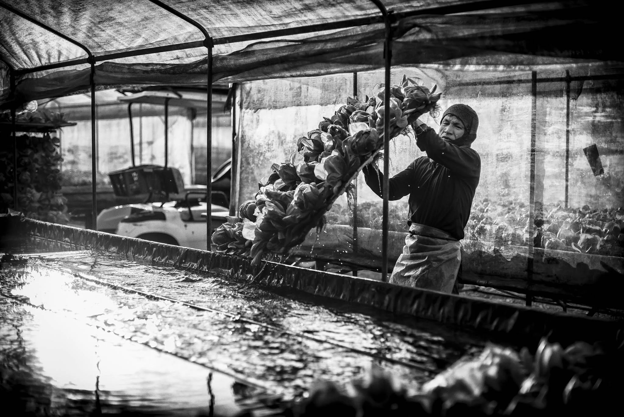Vegetables are harvested by panels, saving time and manpower in a traditionally labour-intensive process.