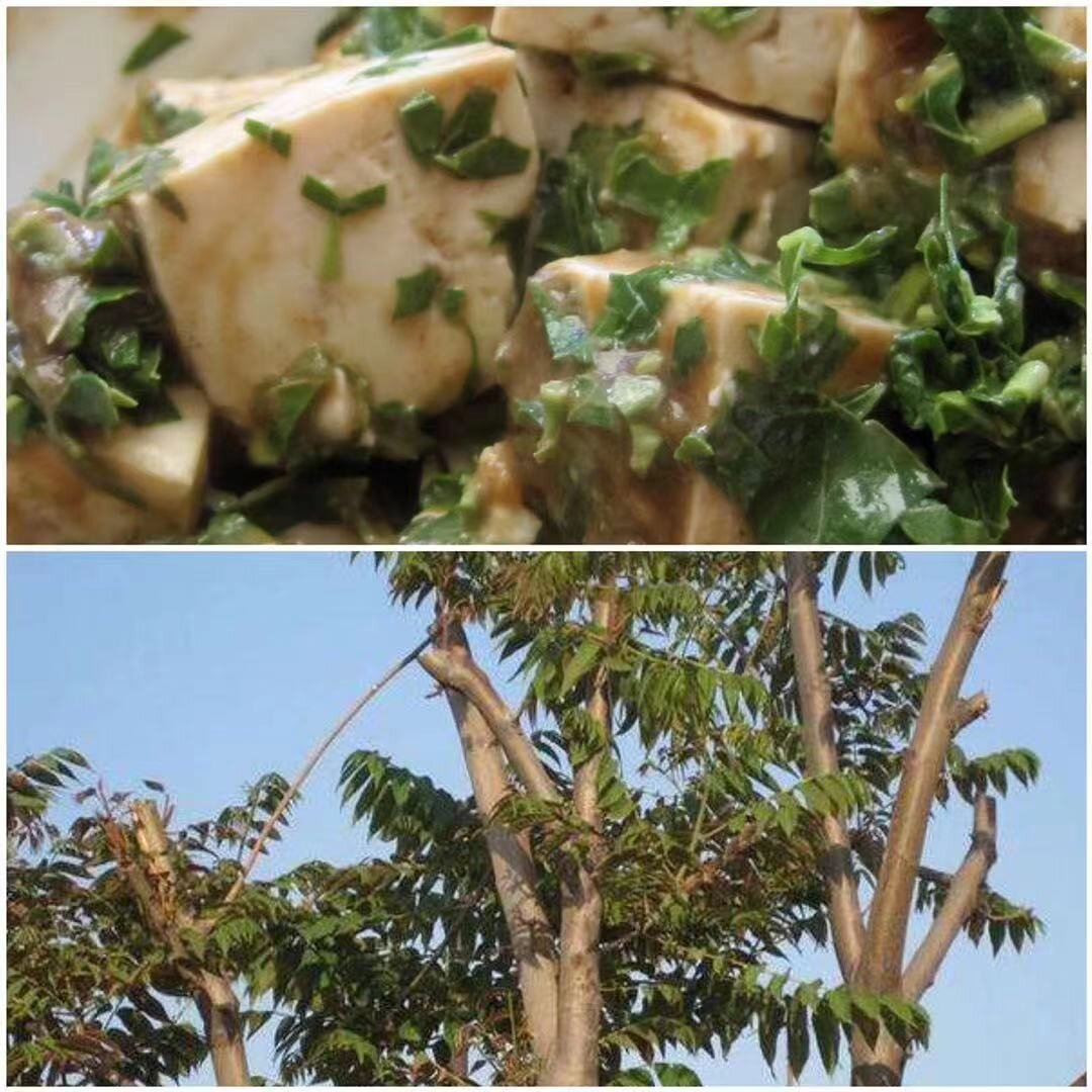 Question 04. Another ingredient that Jovana Zhang would miss if she left China is the edible tree leaves from the 香椿树 [Xiāngchūn shù - toon tree], pictured here in a dish mixed with tofu.