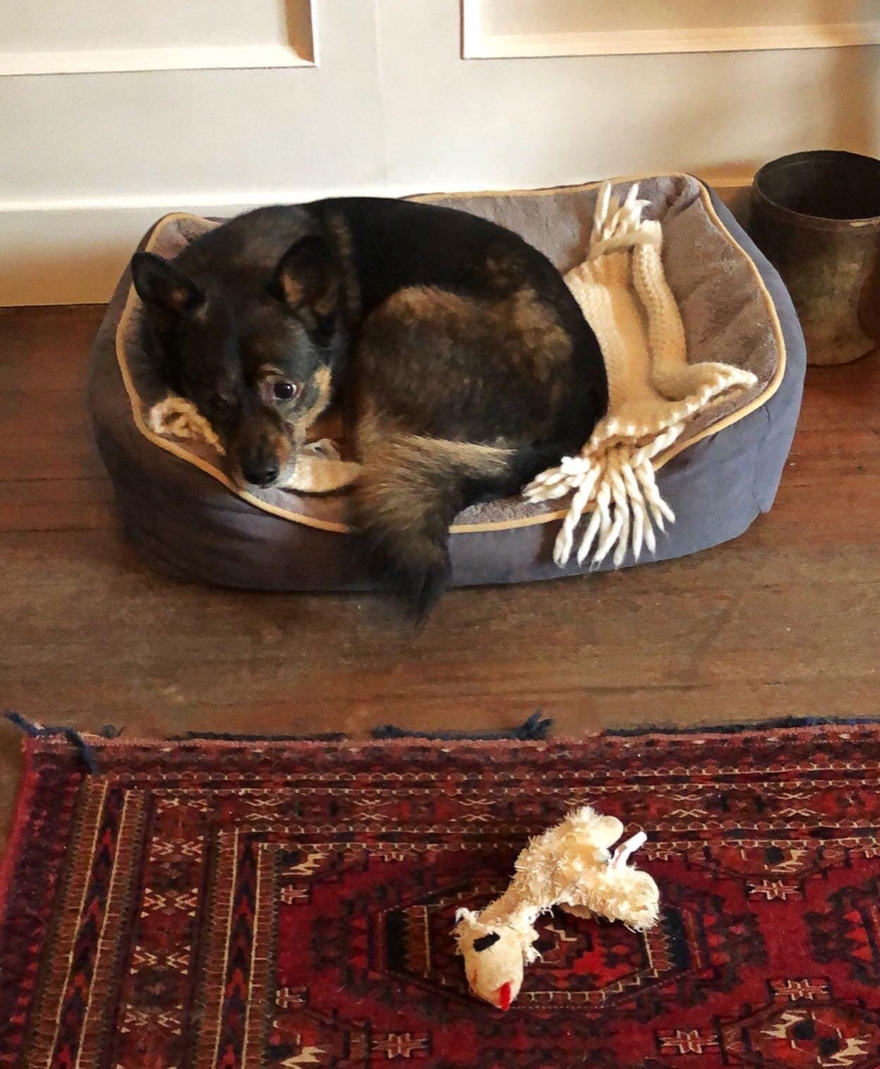 Lexie Comstock: Her dog Mario, watching while we recorded our episode.